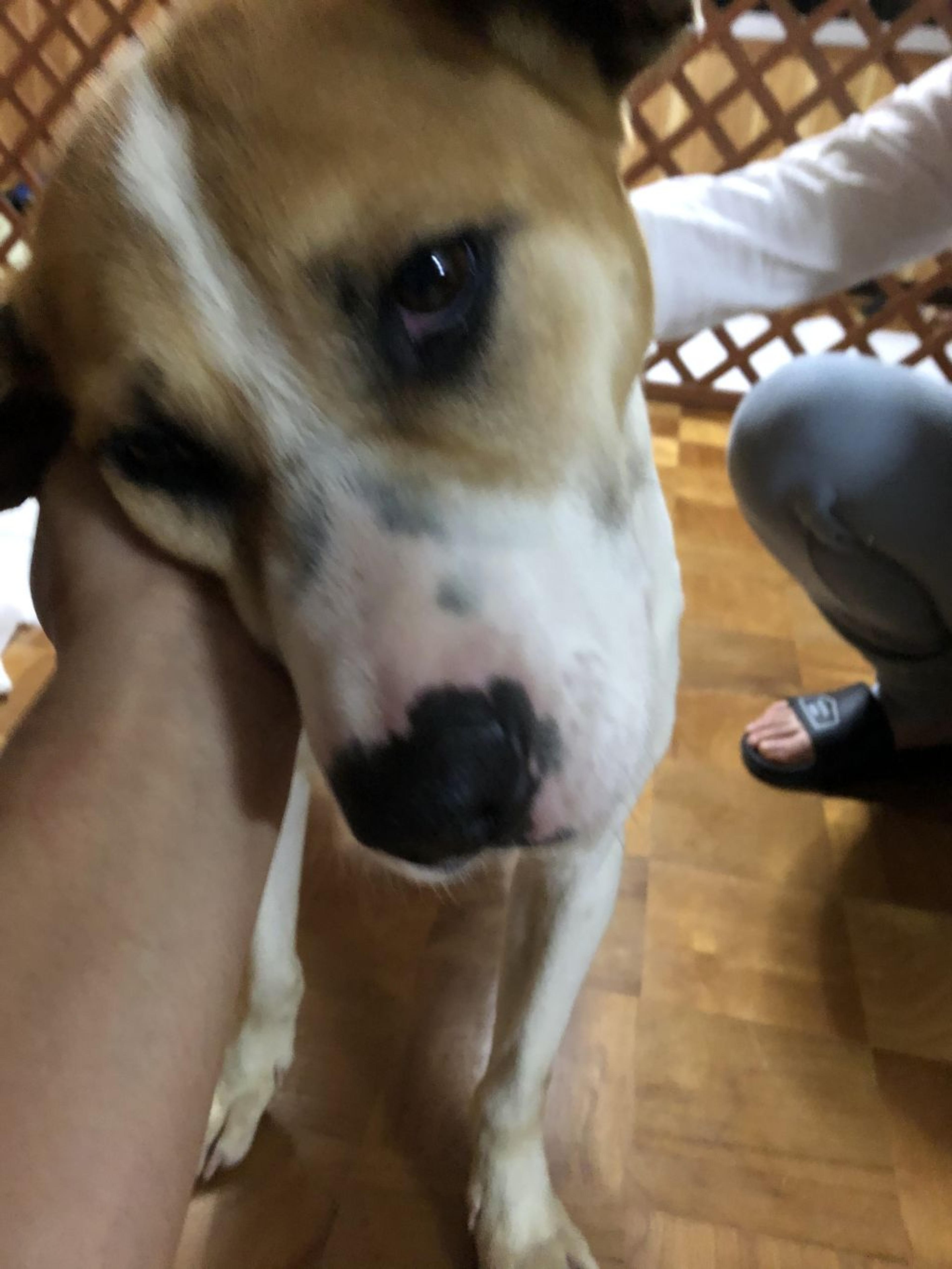 pet-image-7