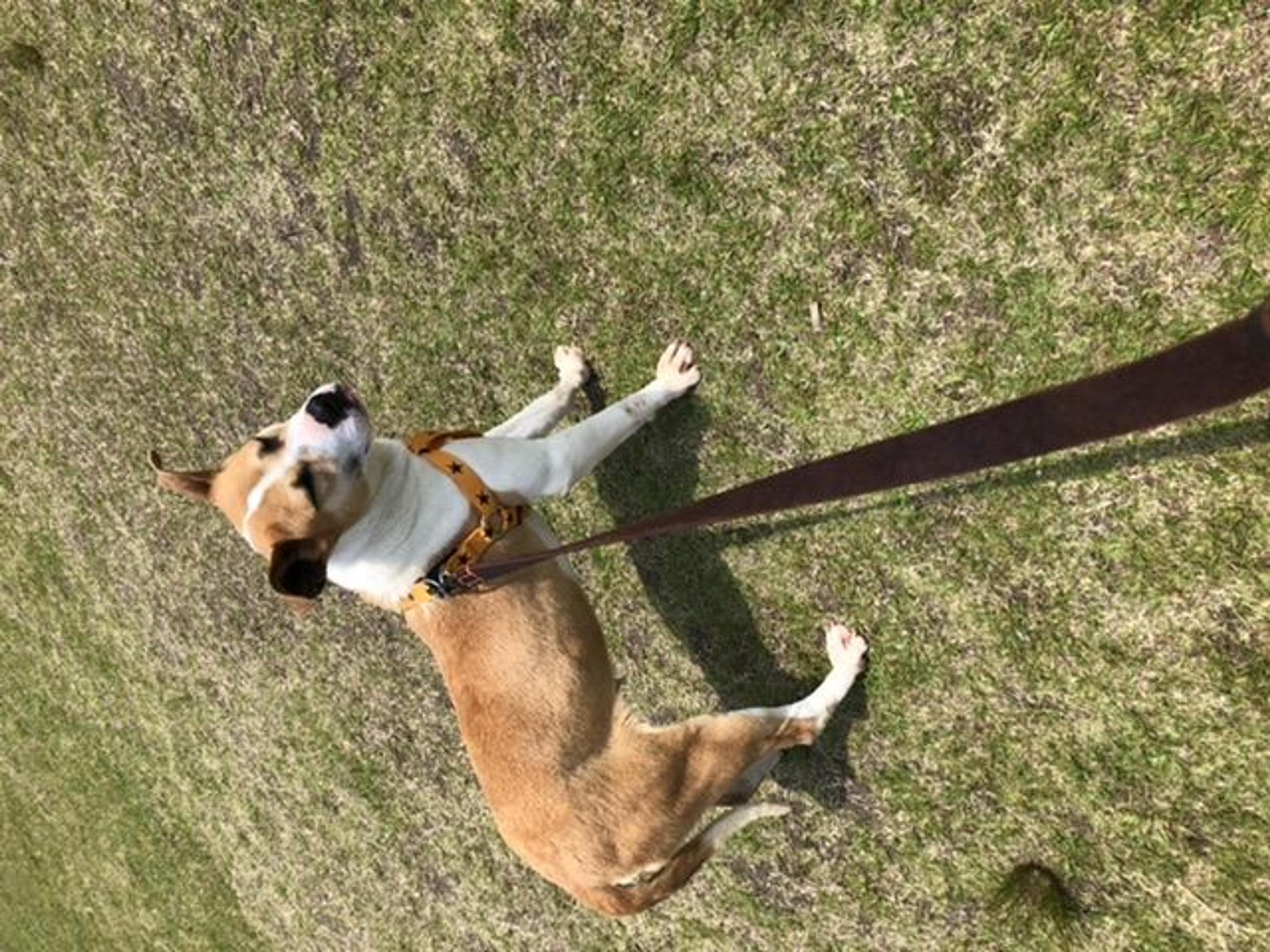 pet-image-8