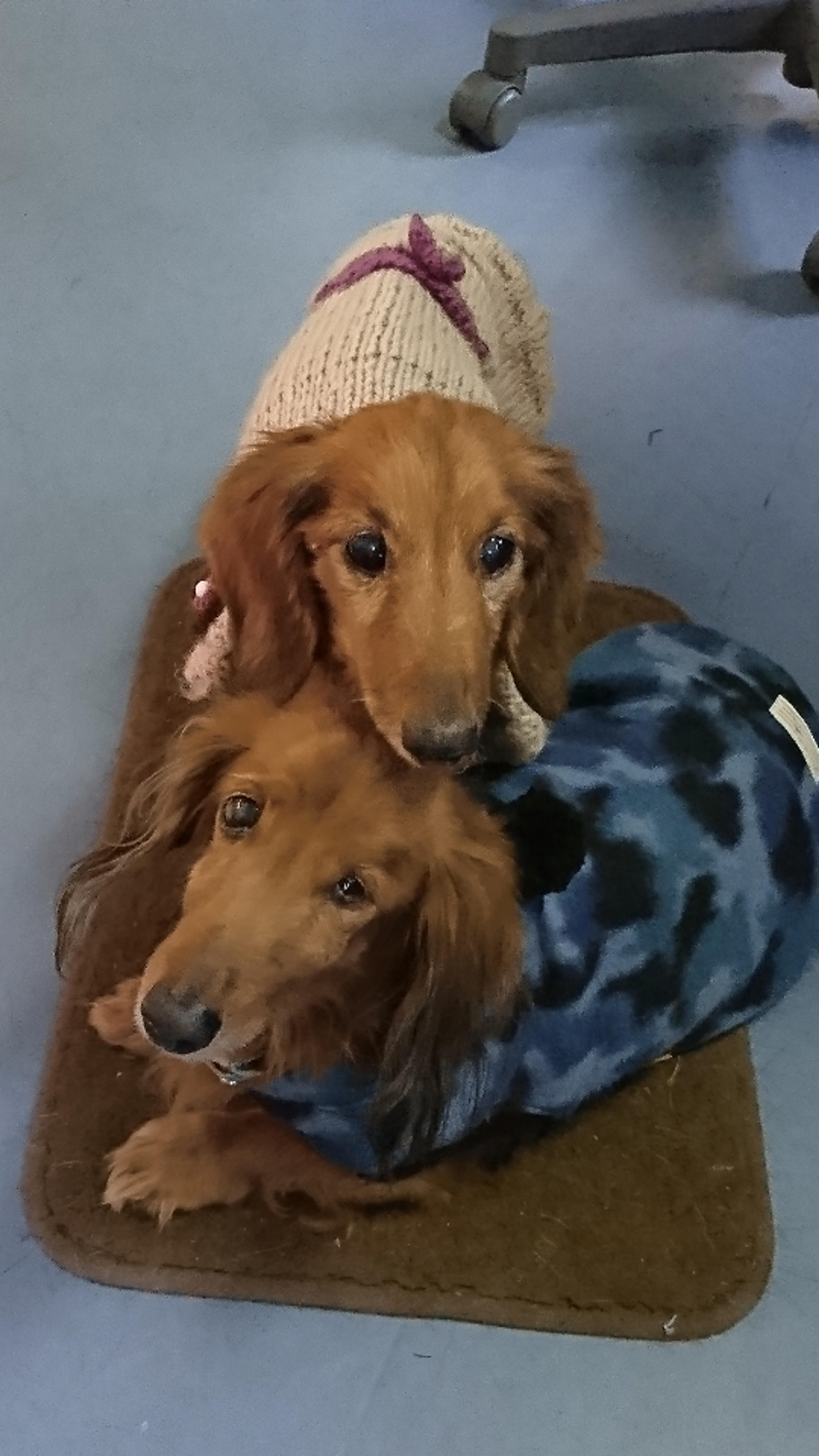 pet-image-2