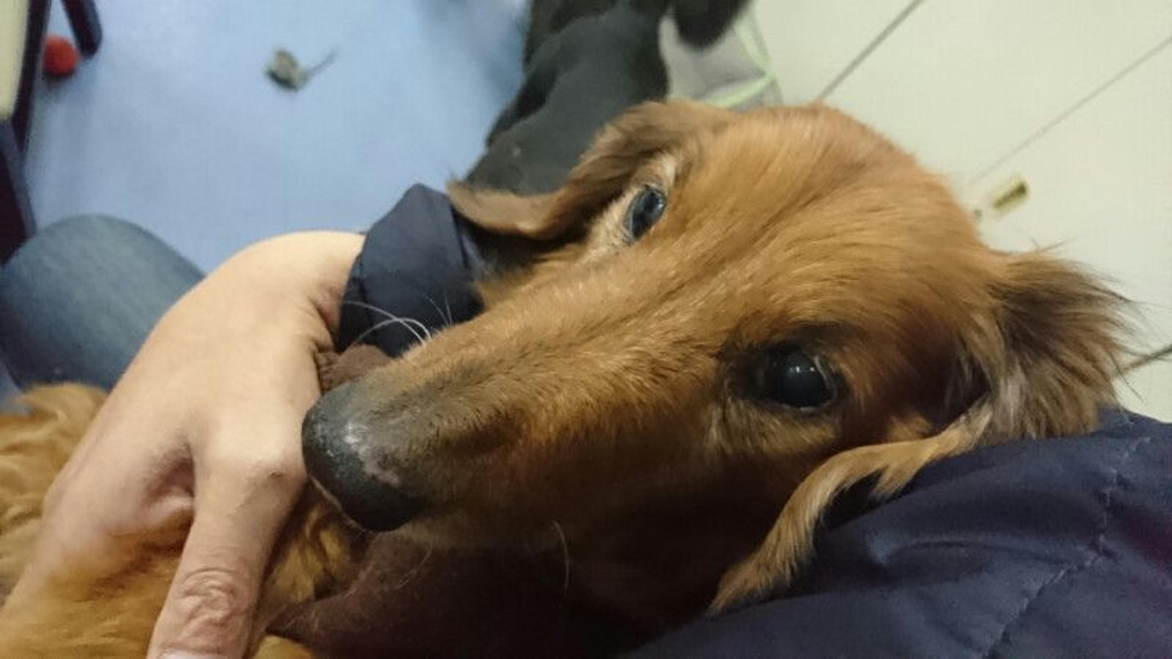 pet-image-3