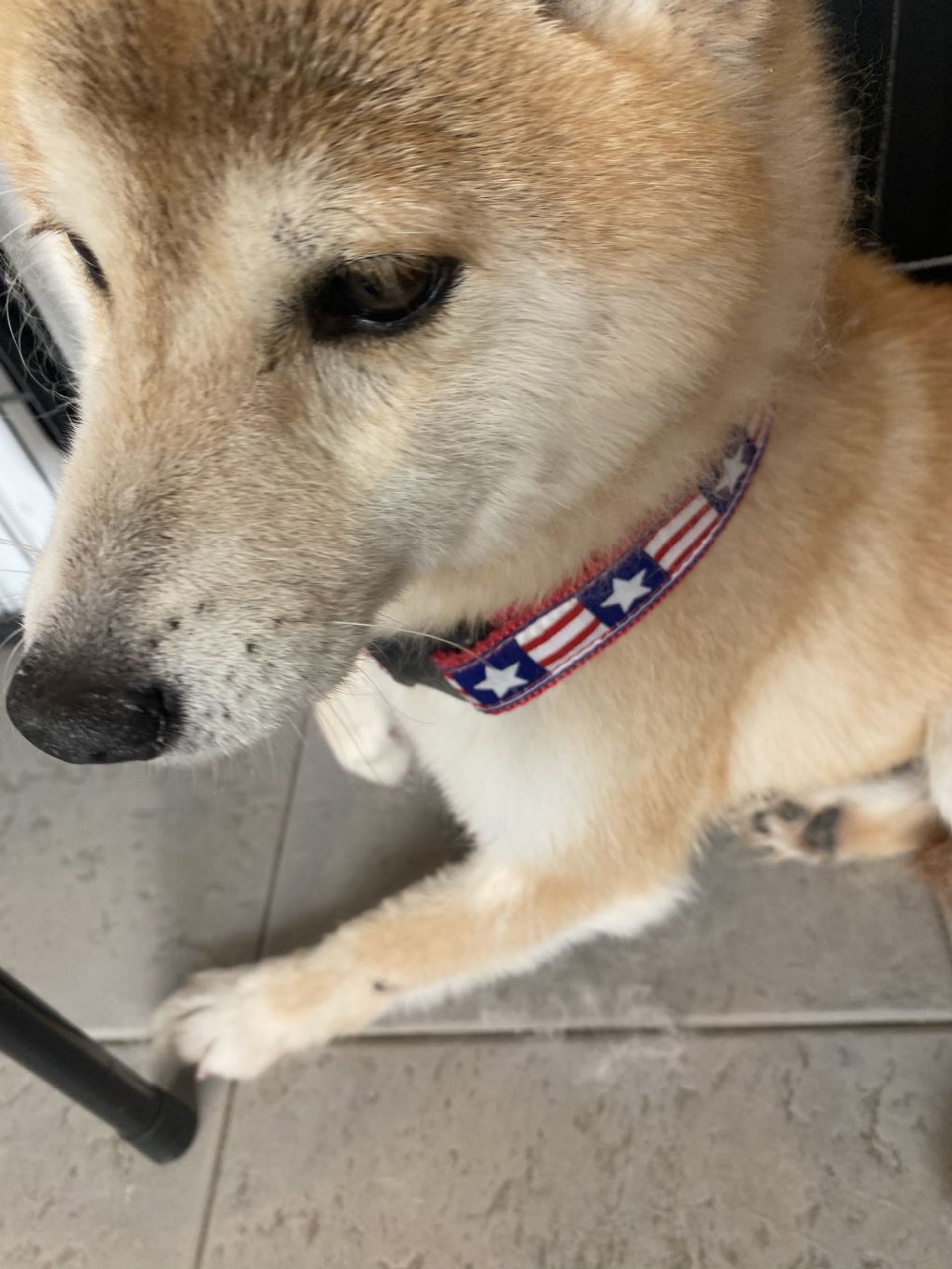 柴犬・メスの里親募集の写真