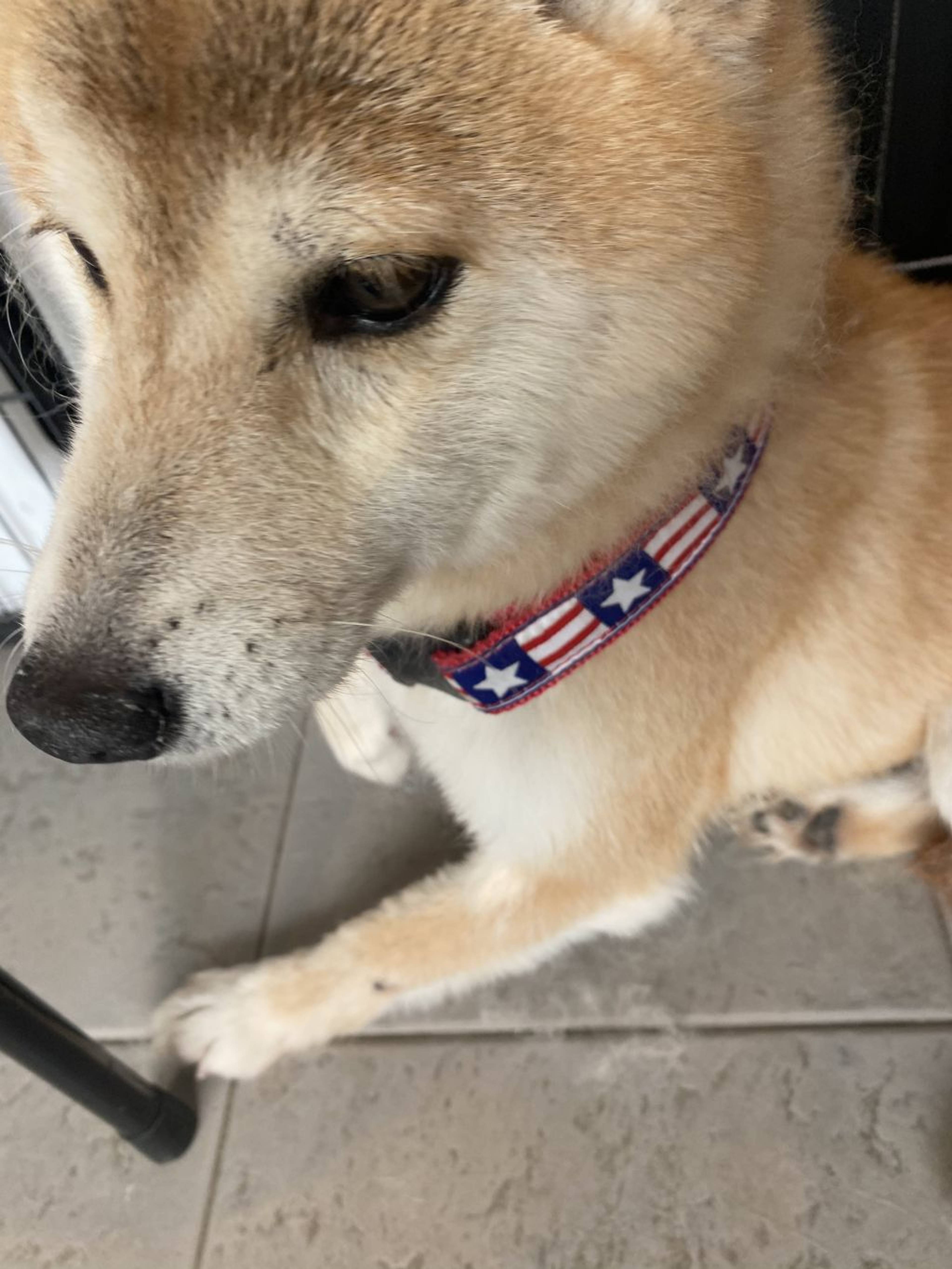 柴犬・メスの里親募集の写真