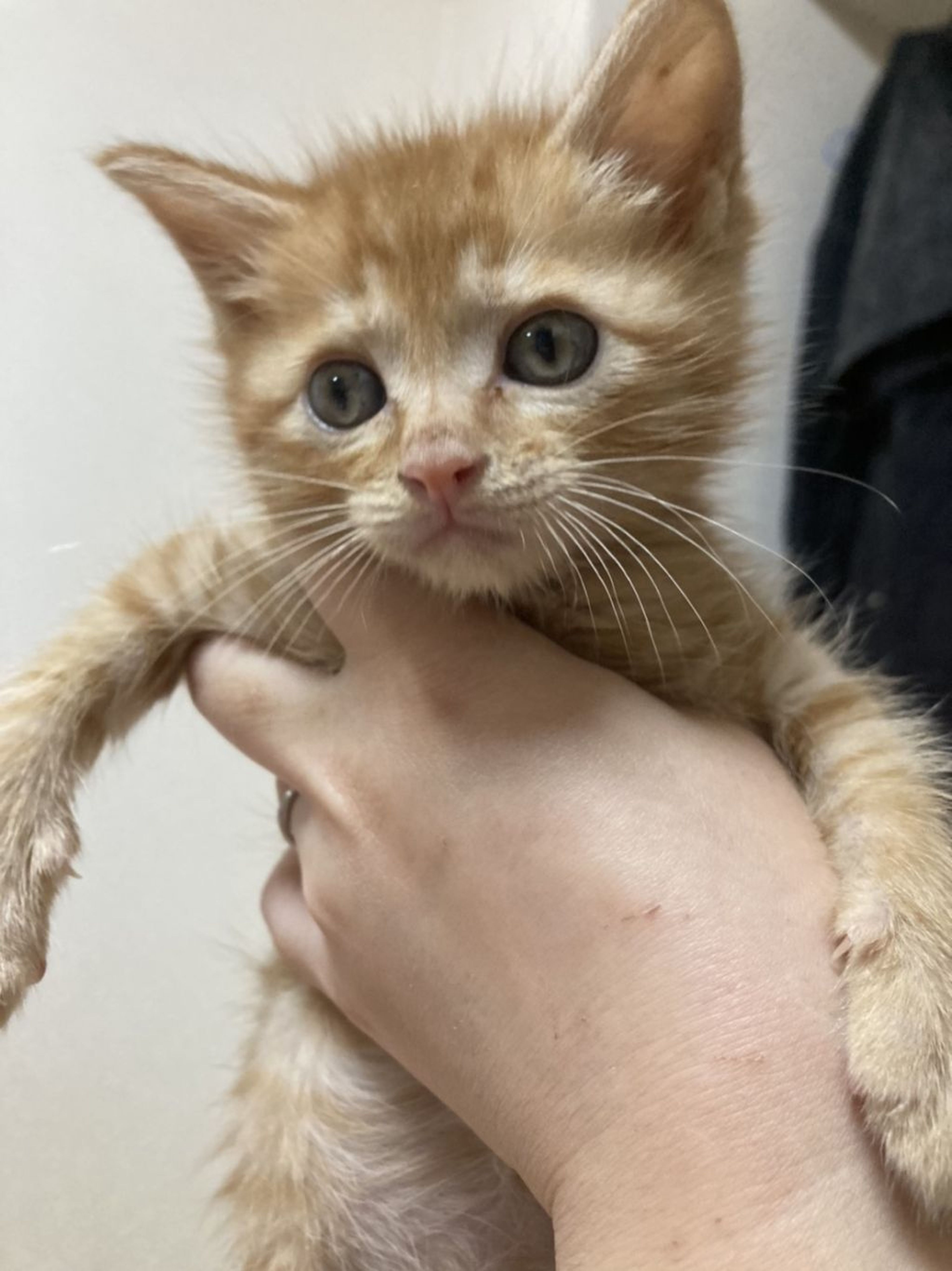 雑種（ミックス猫）・オスの里親募集の写真