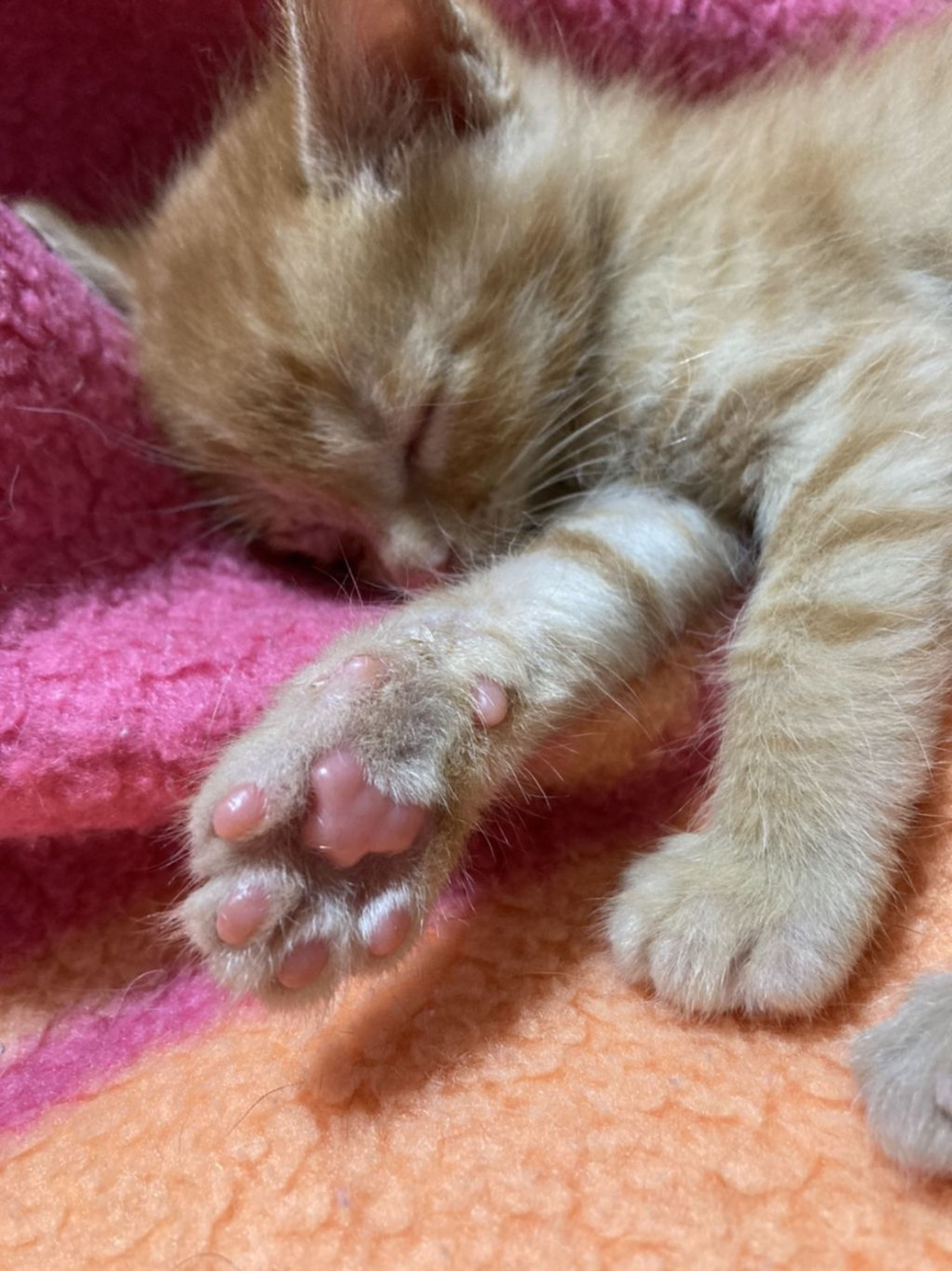 pet-image-3