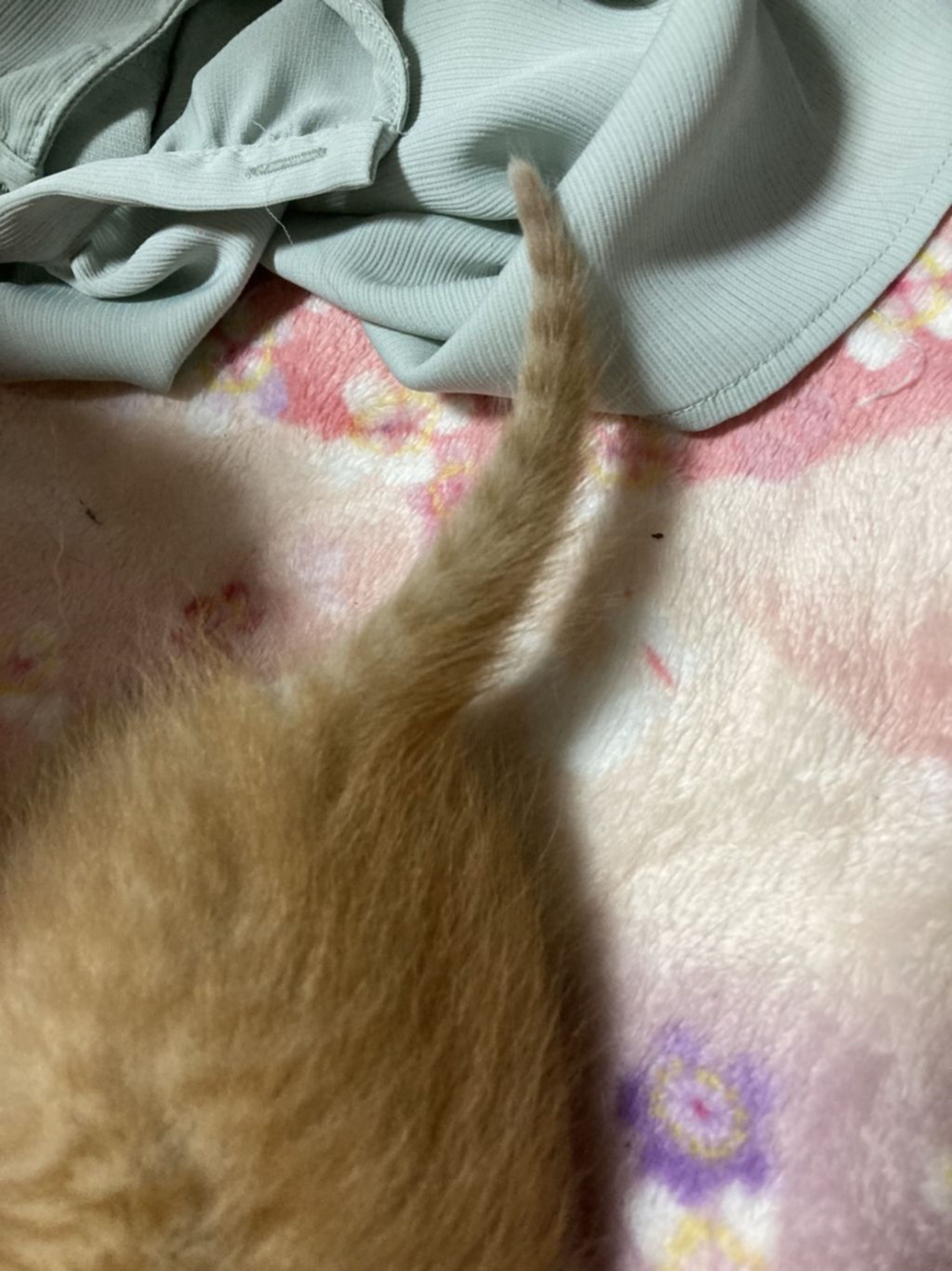 pet-image-4