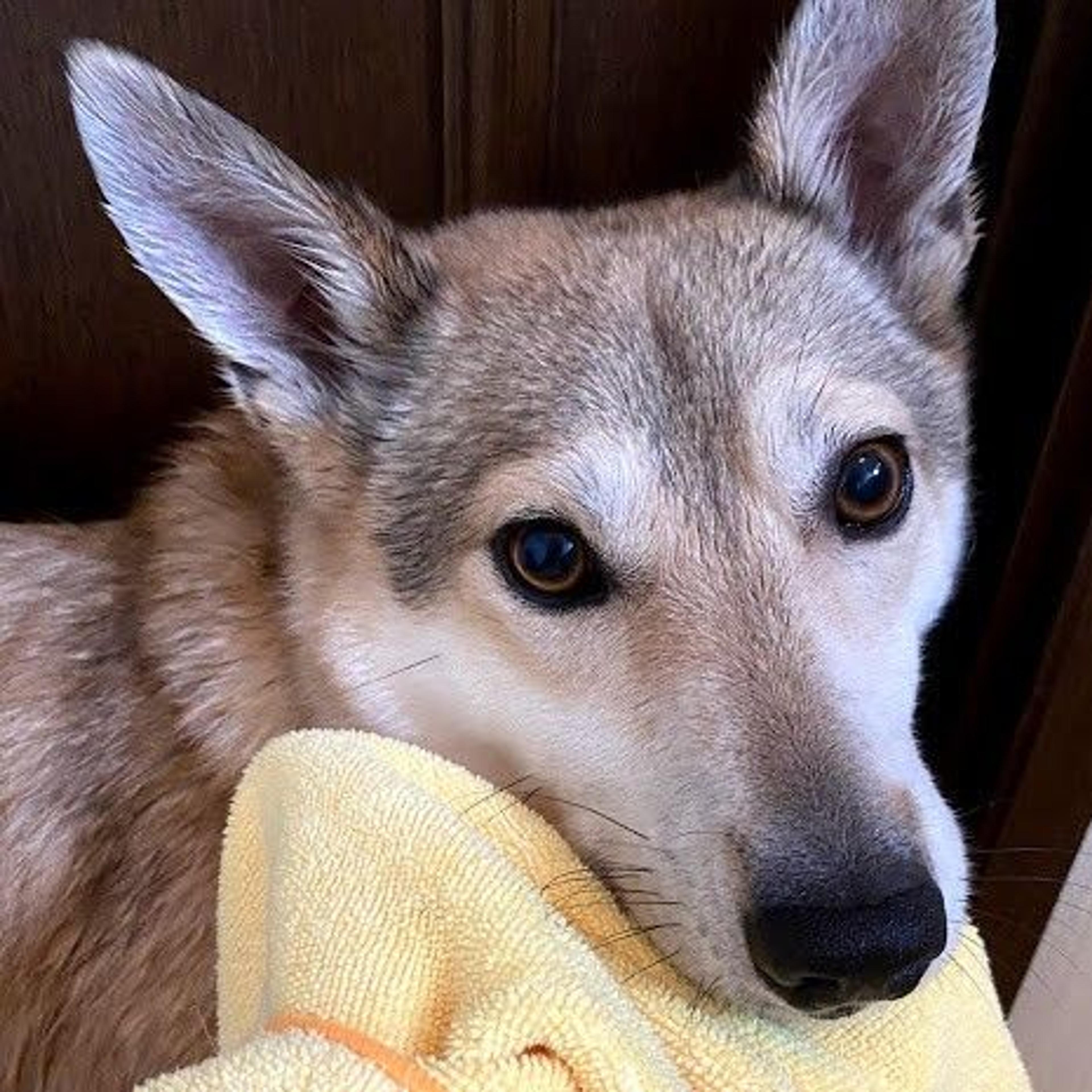 pet-image-2