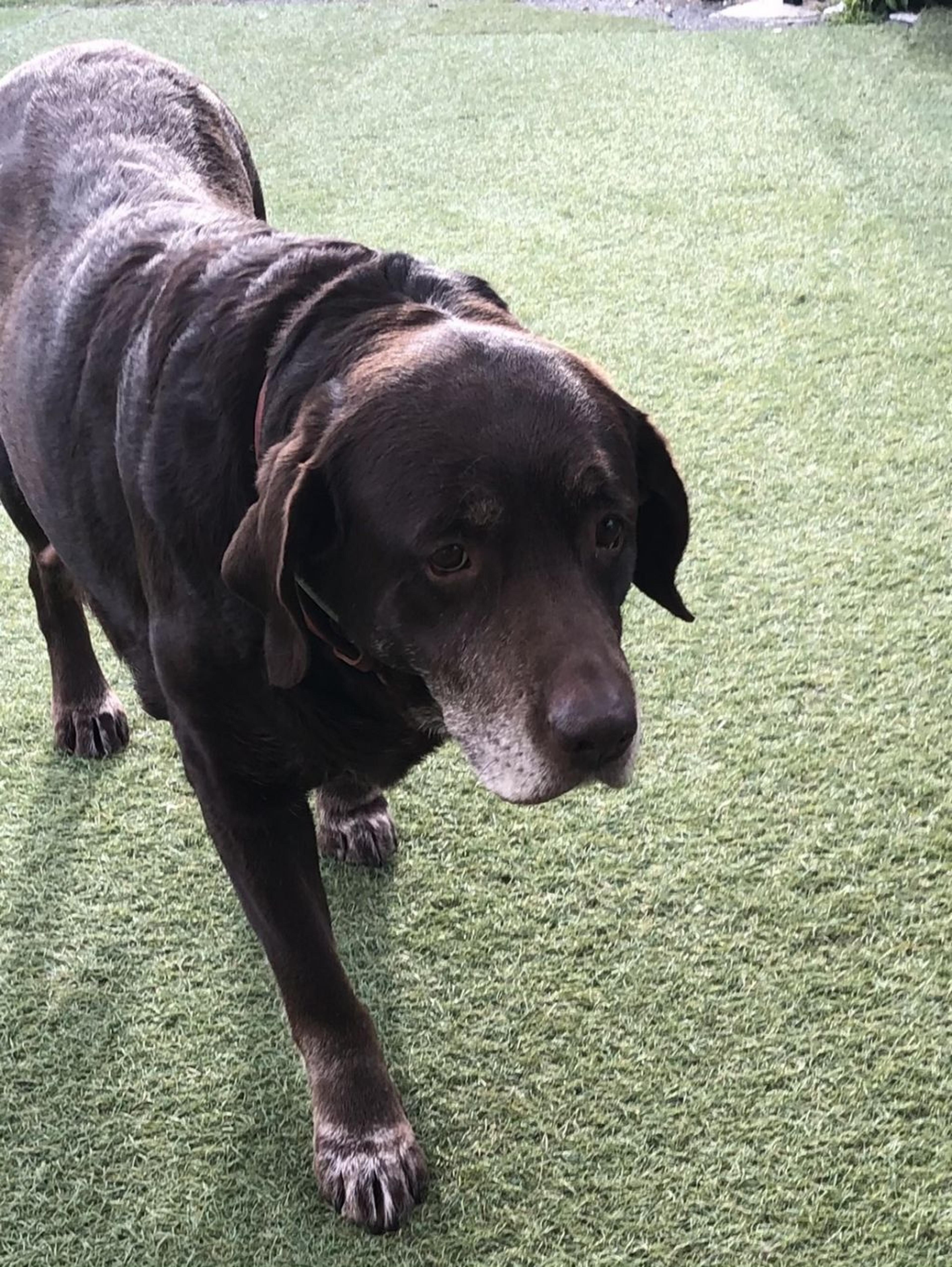 pet-image-2
