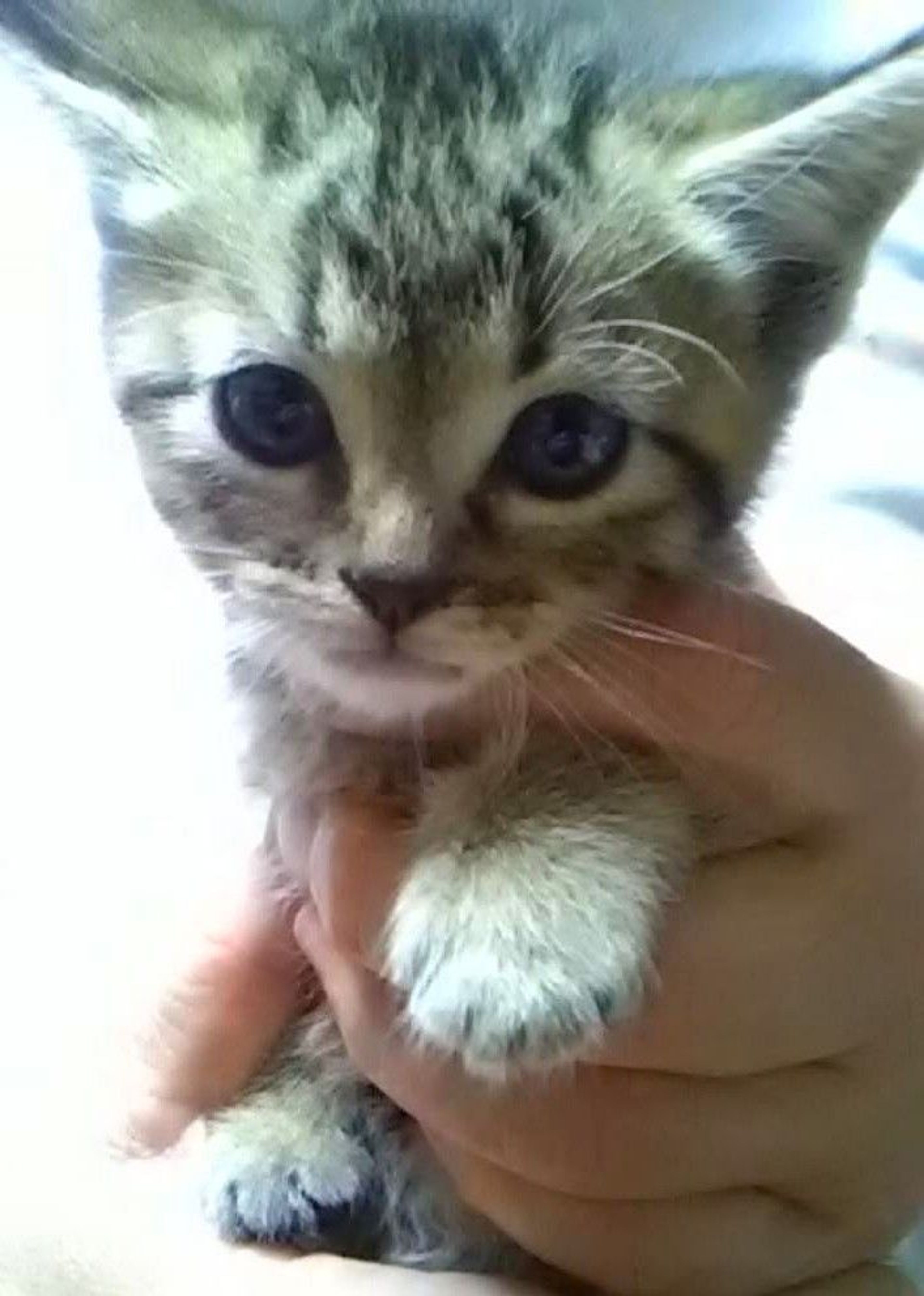 雑種（ミックス猫）・オスの里親募集の写真