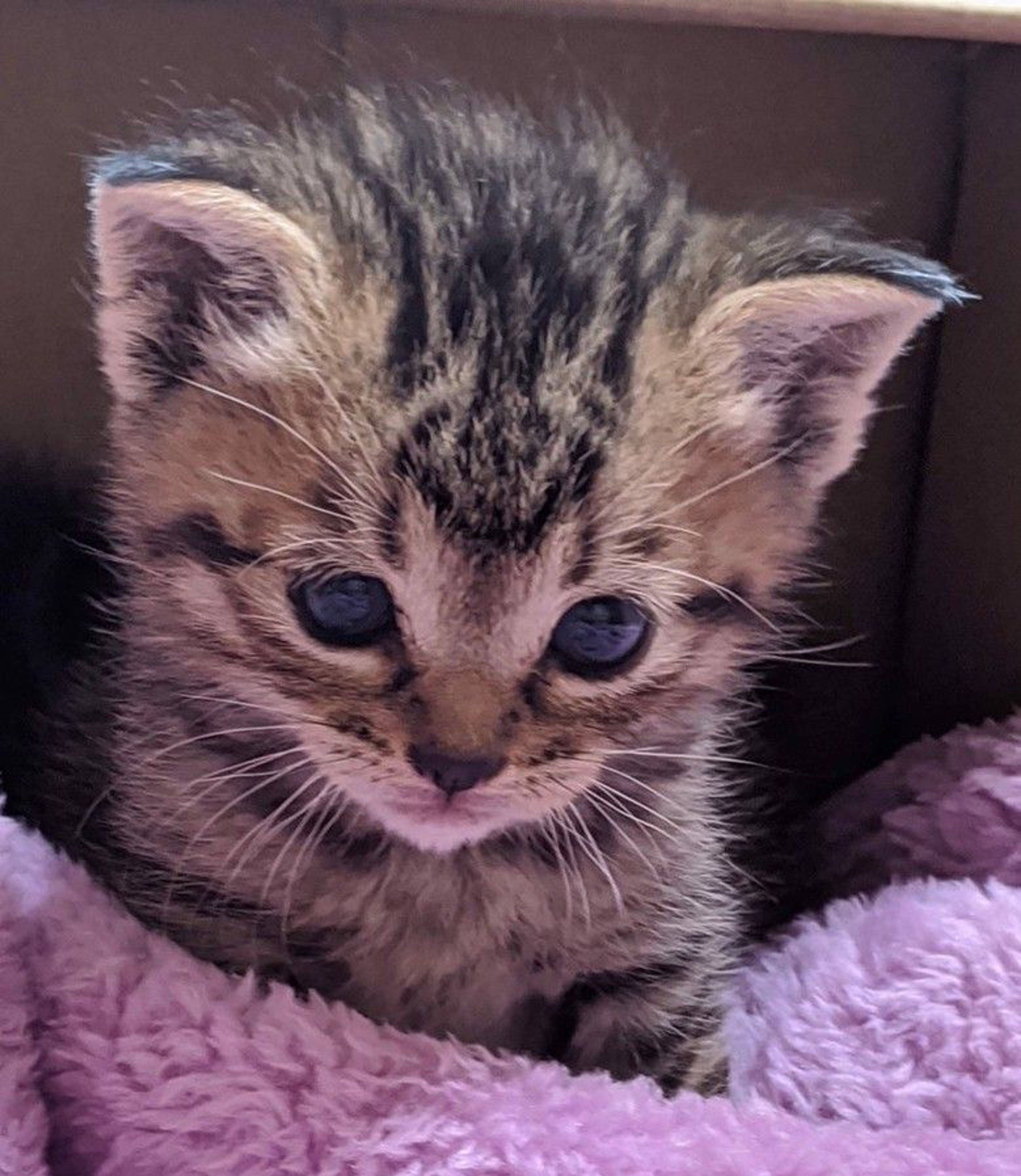pet-image-2