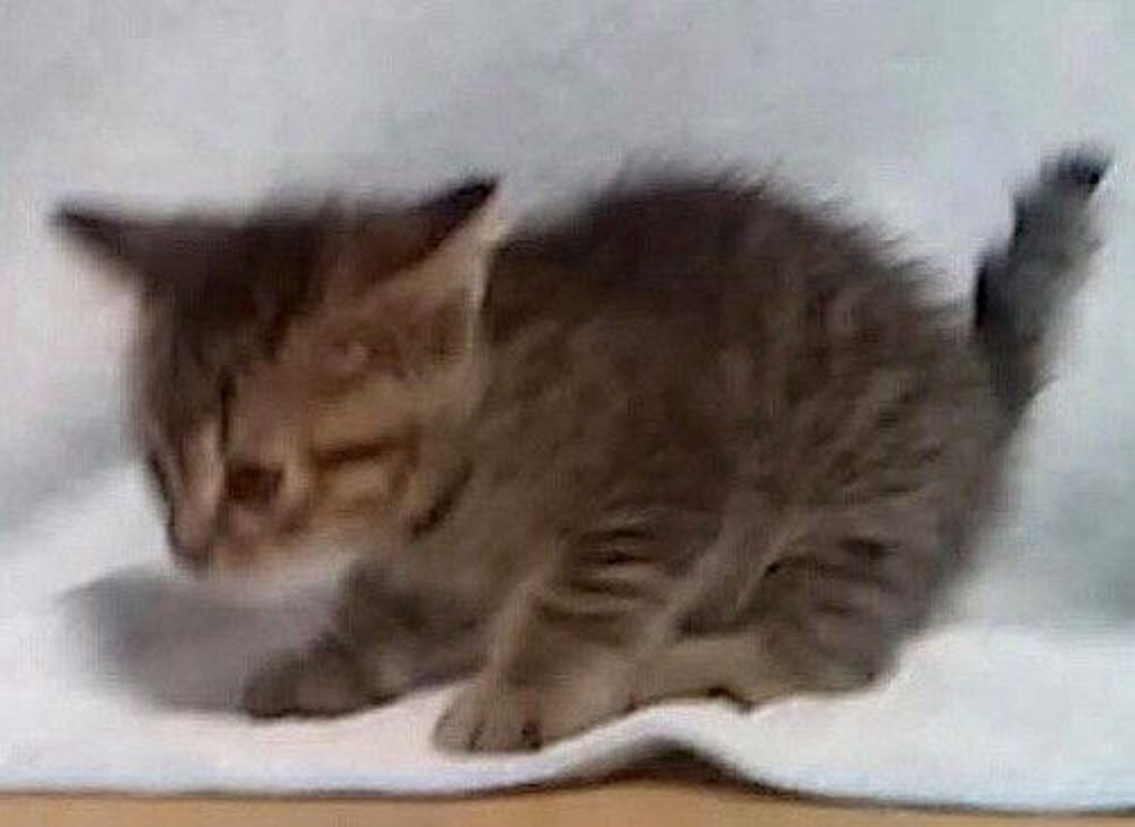pet-image-3