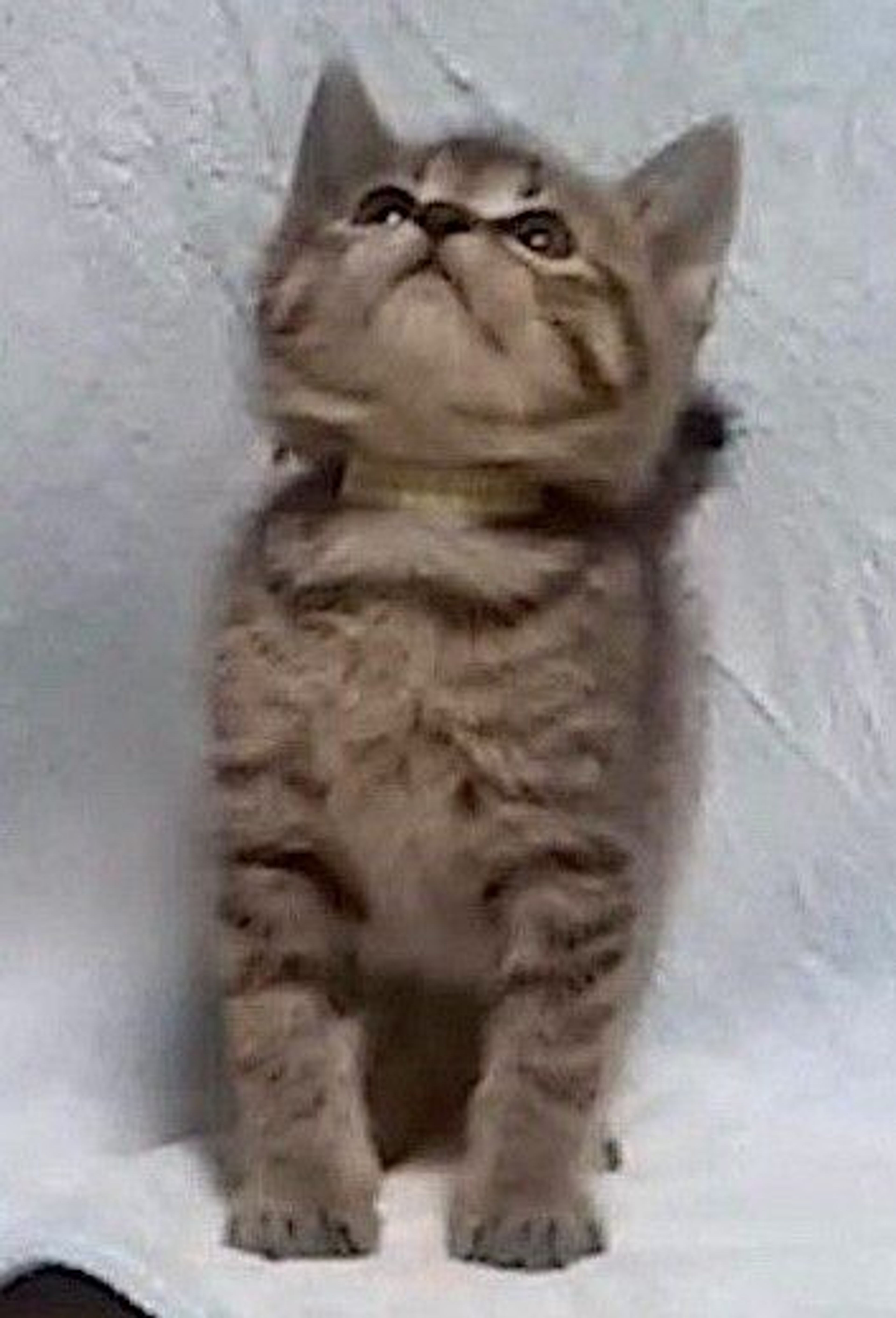pet-image-4