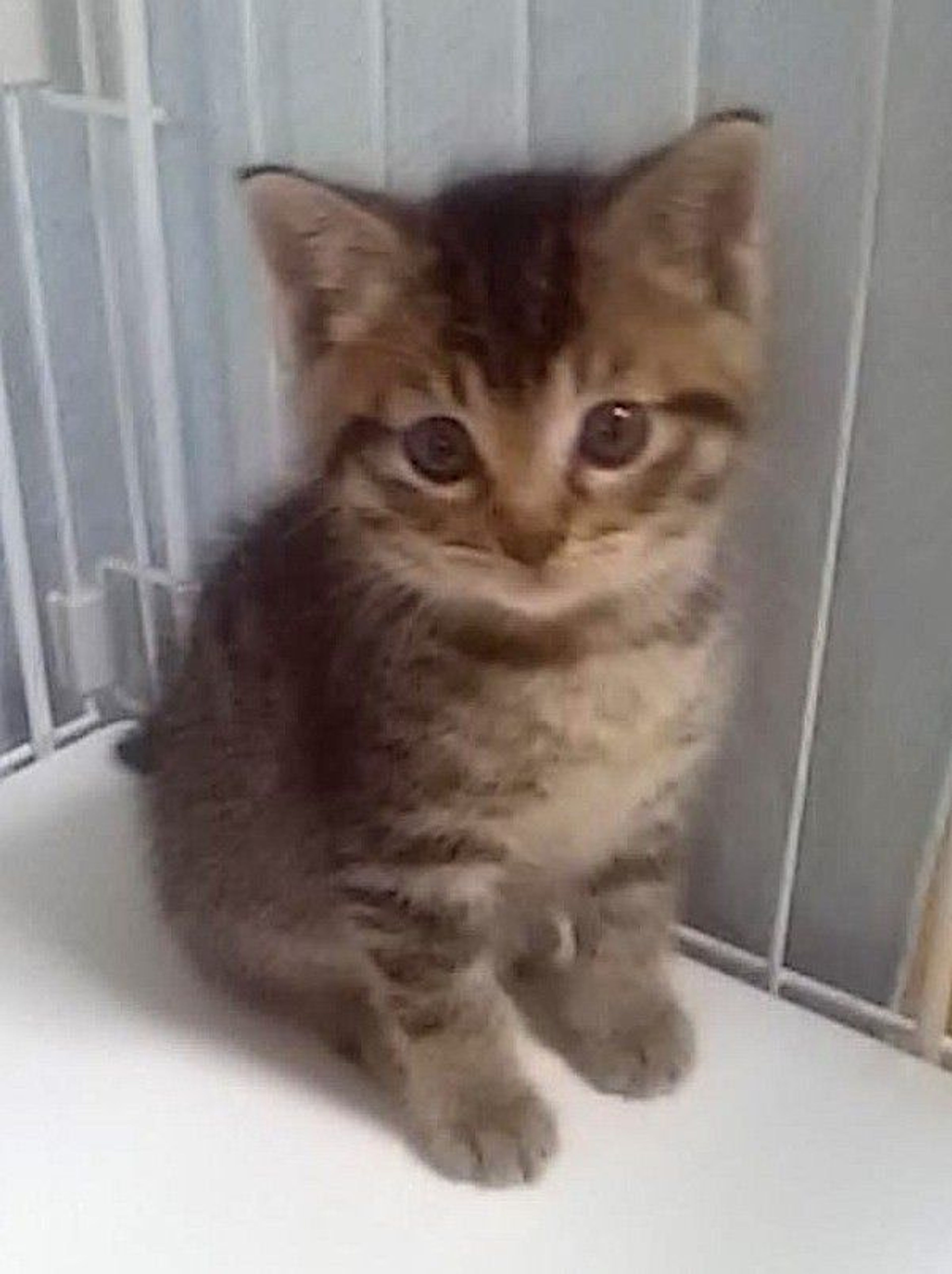 雑種（ミックス猫）・オスの里親募集の写真