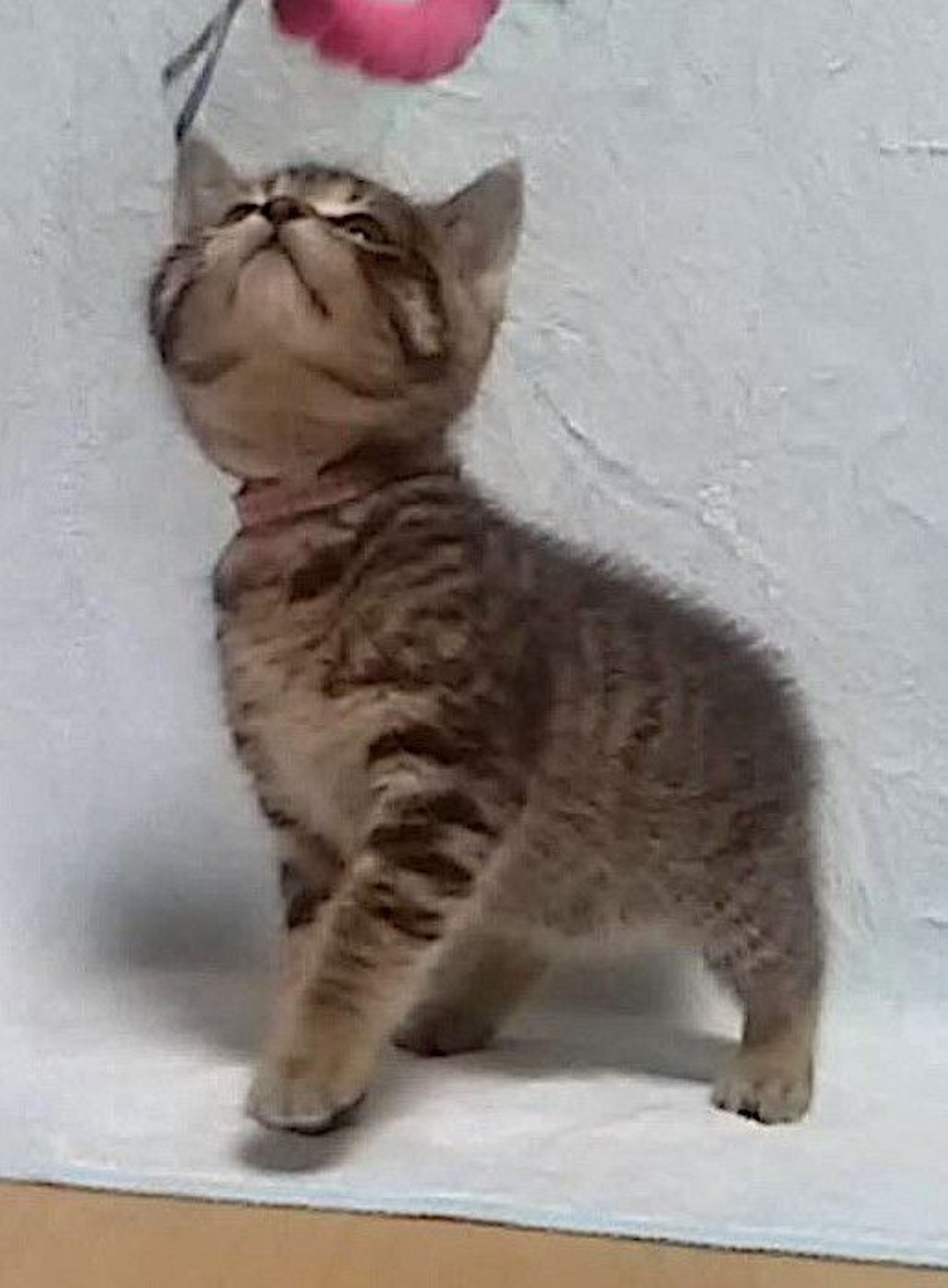 pet-image-3