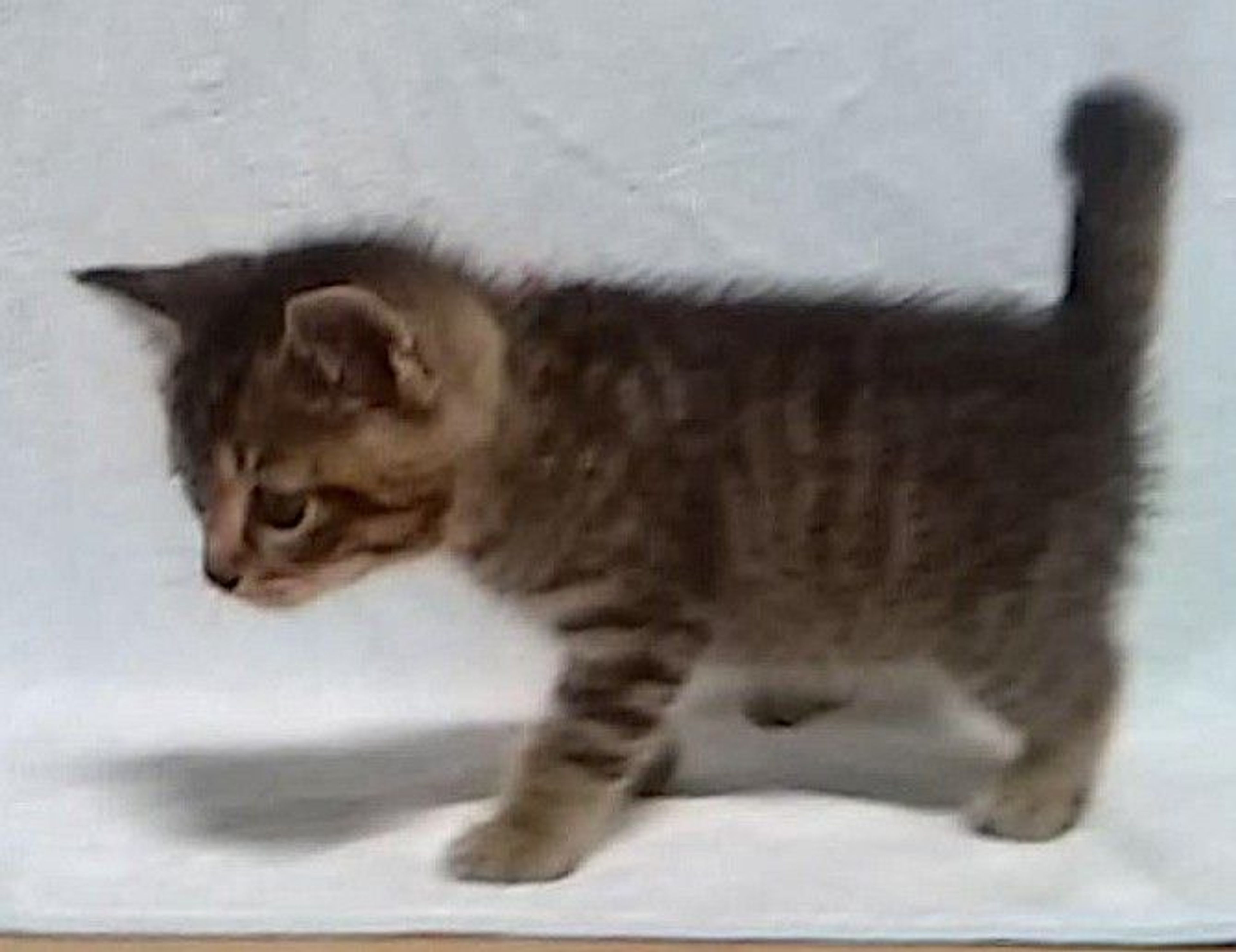 pet-image-4