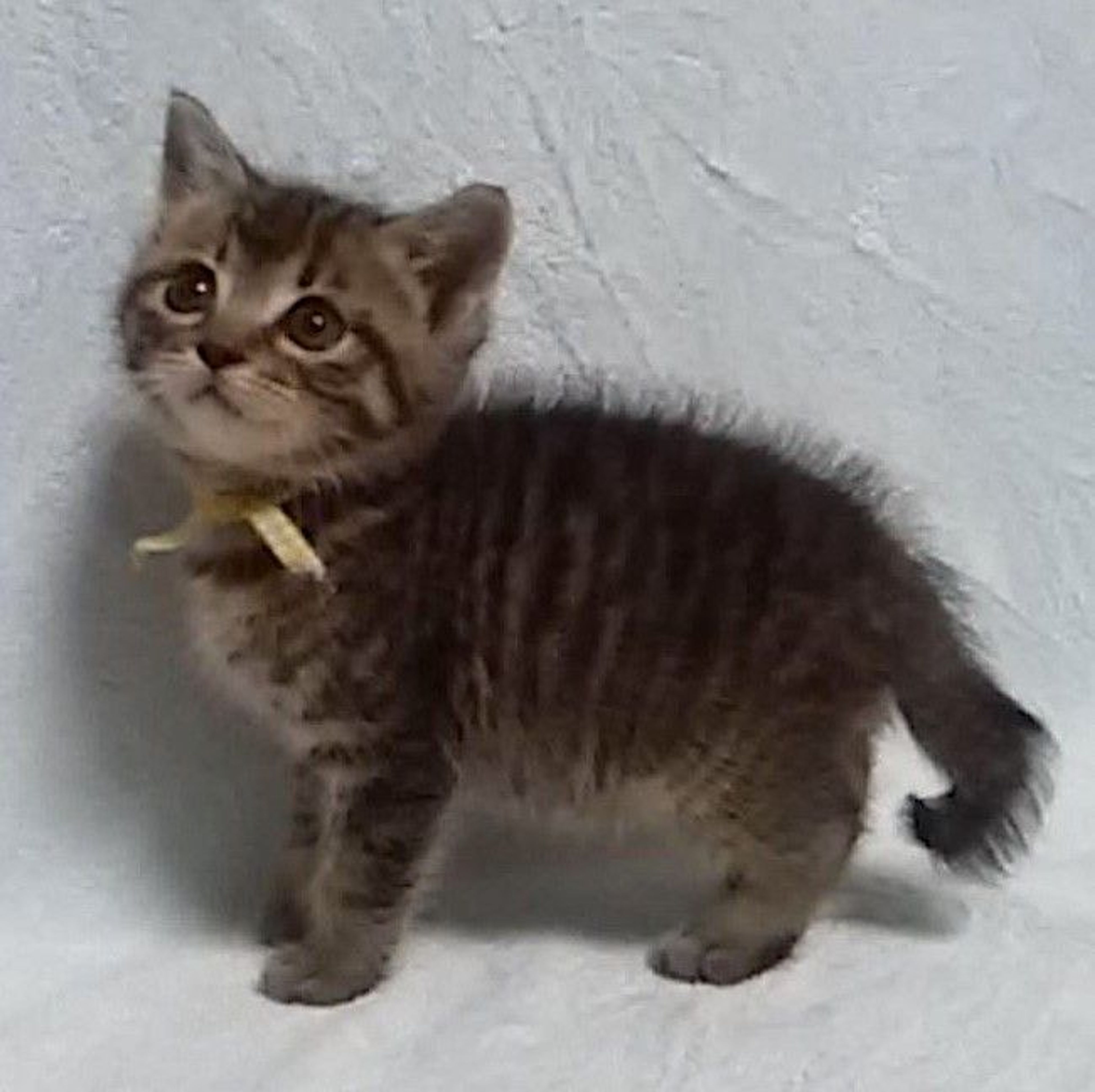 雑種（ミックス猫）・オスの里親募集の写真