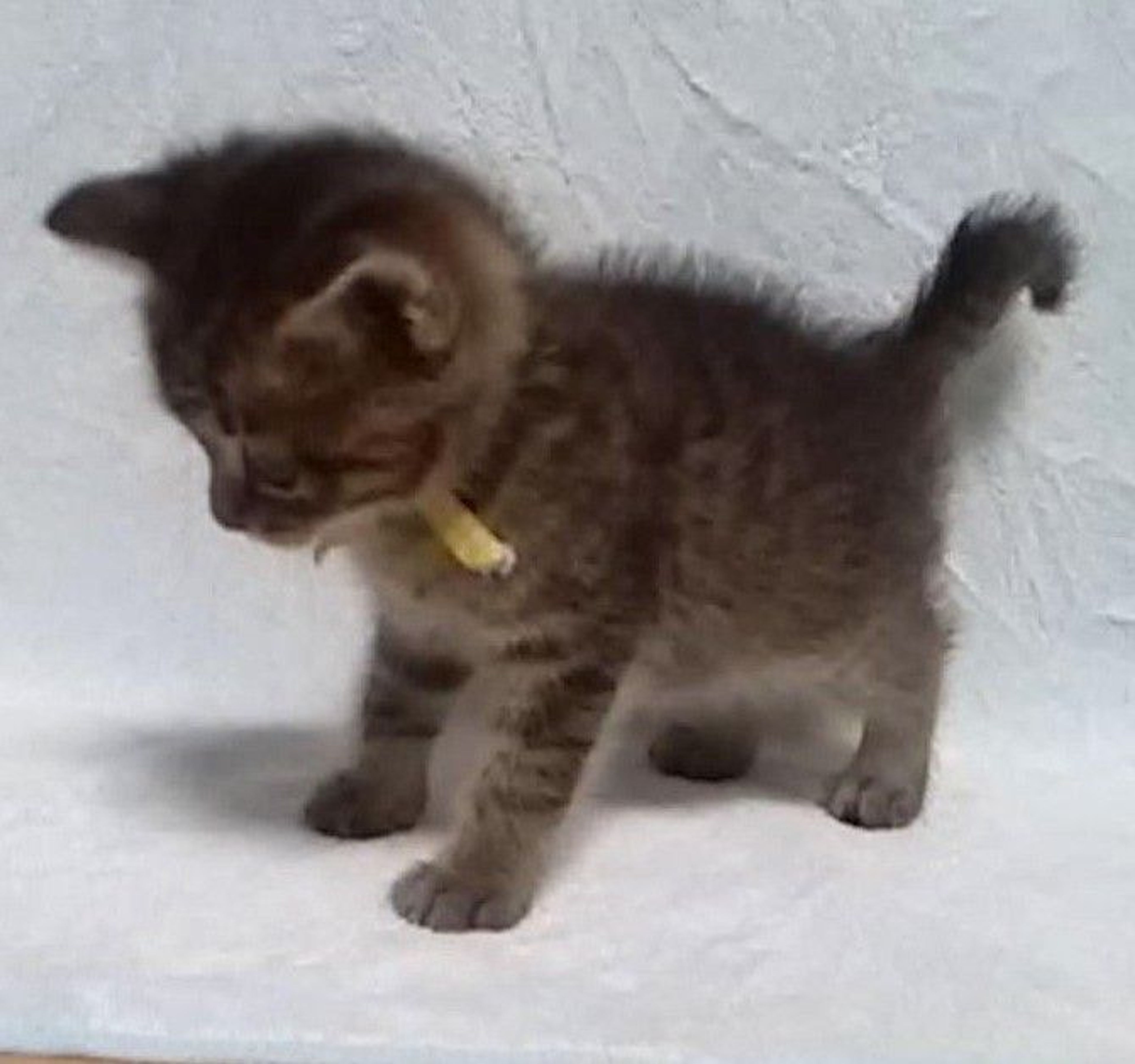 pet-image-4