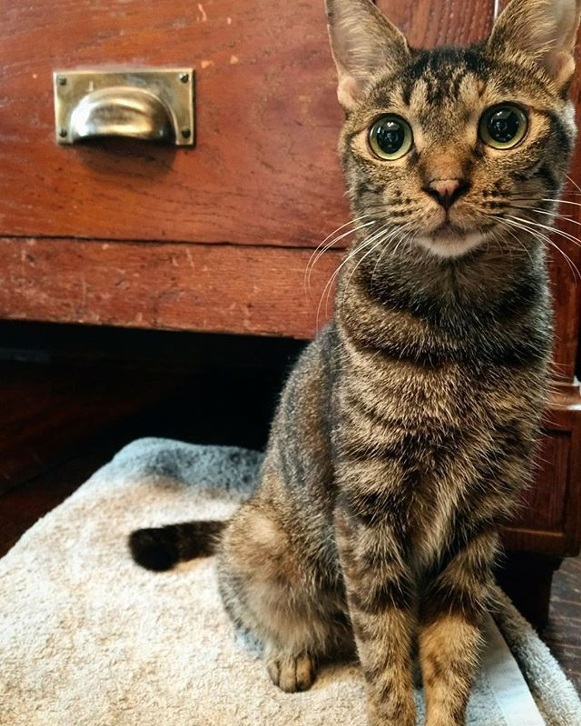 雑種（ミックス猫）・メスの里親募集の写真