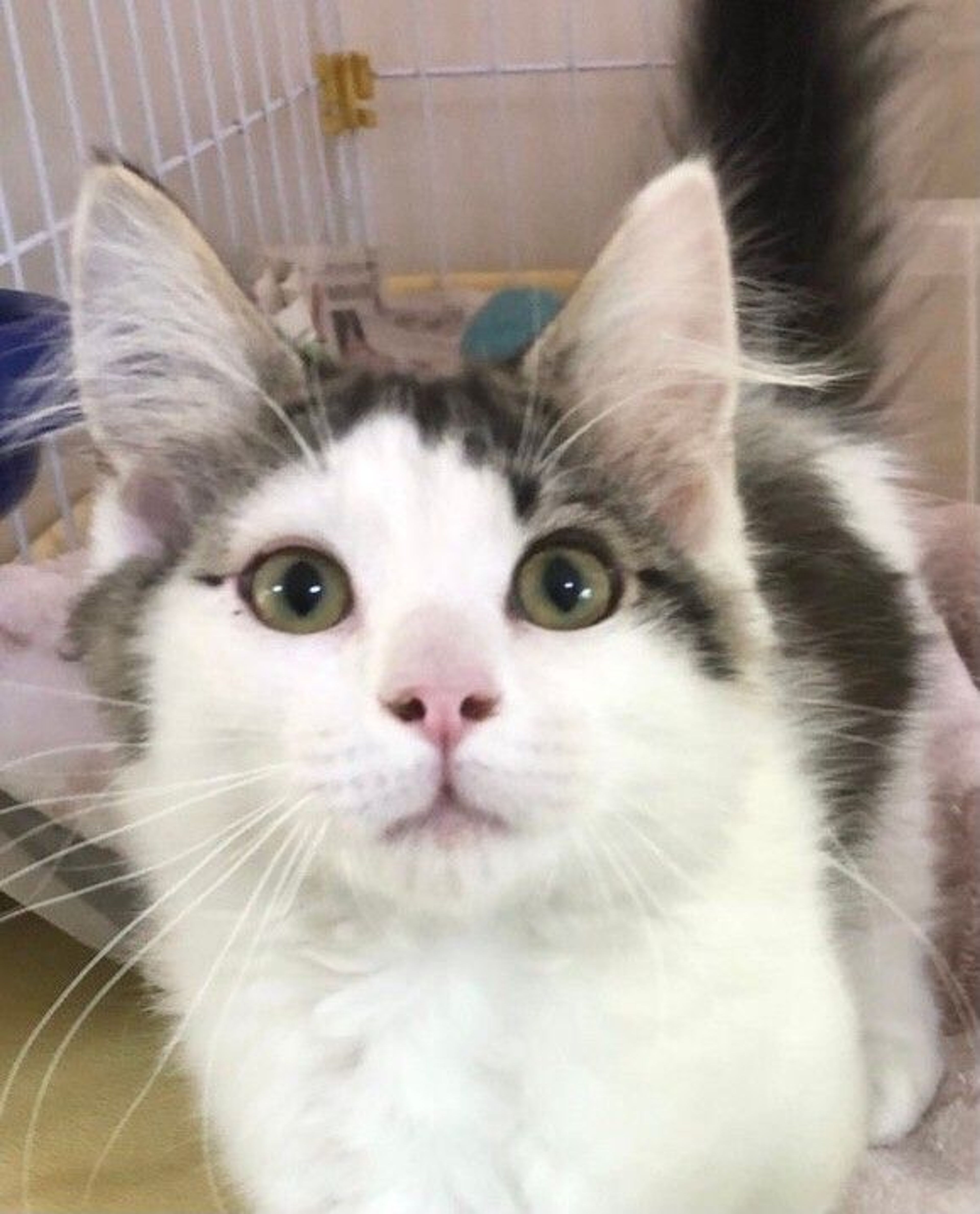 pet-image-2