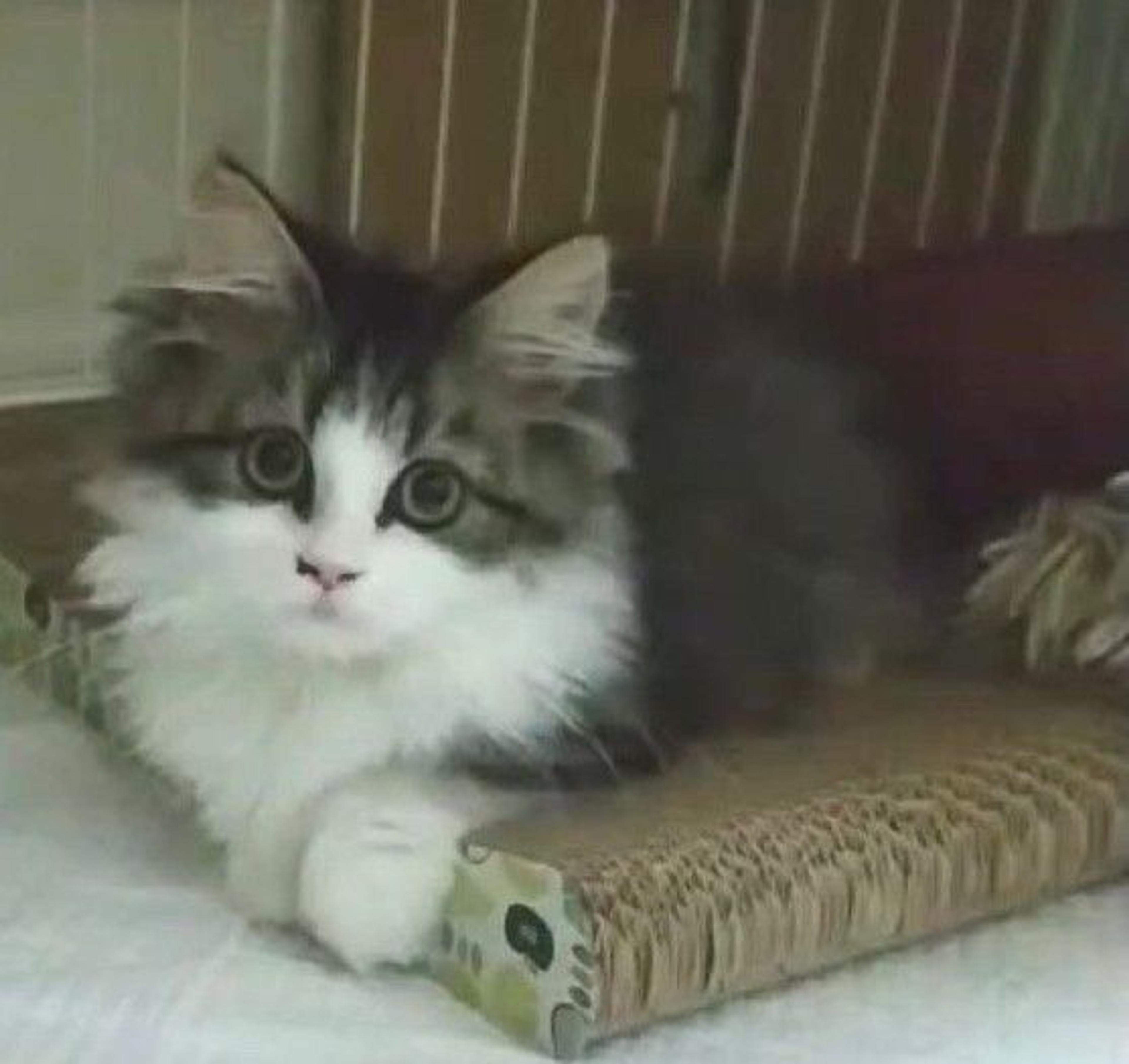pet-image-3