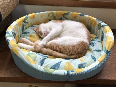 ピーコの写真
