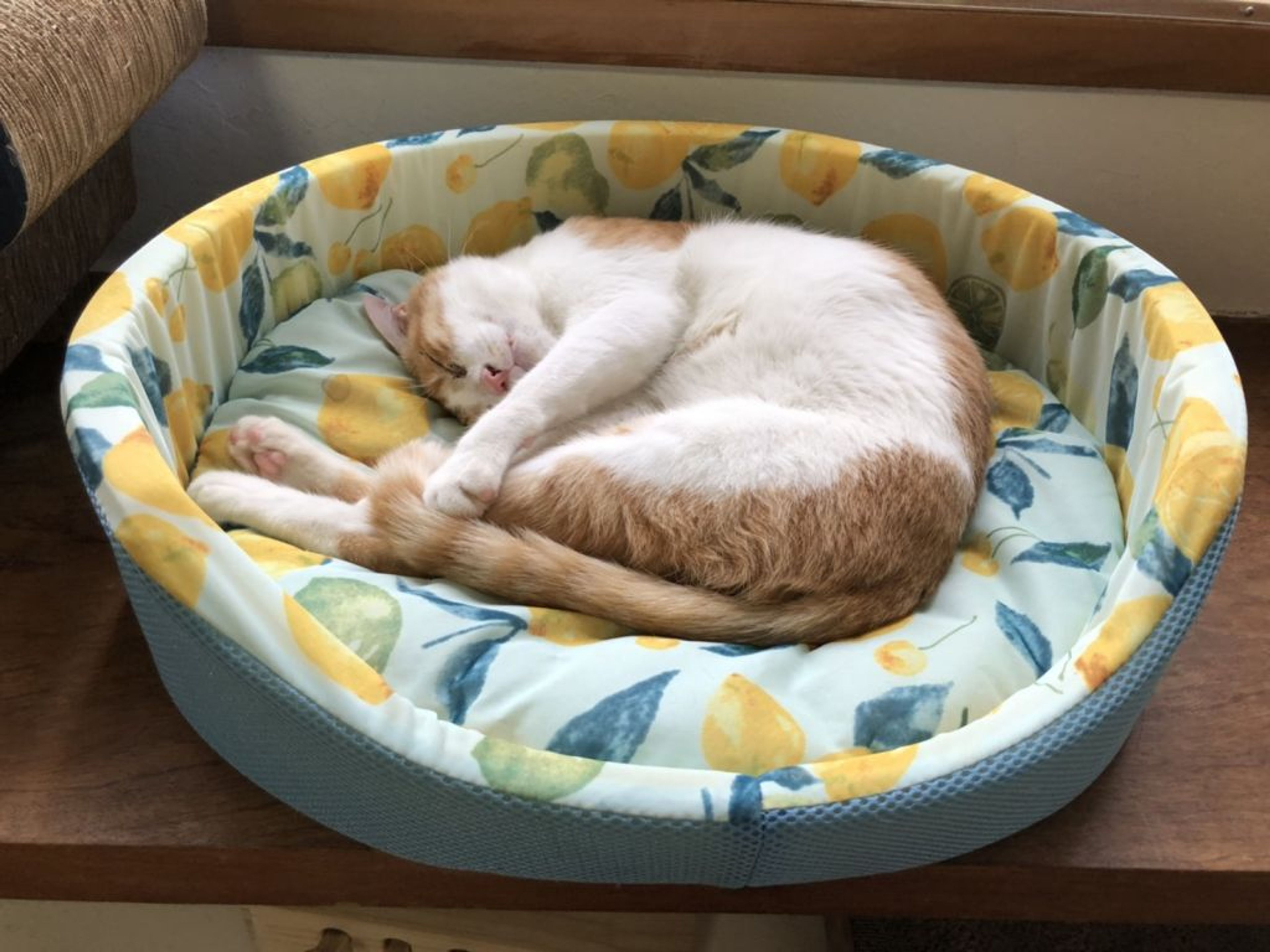 雑種（ミックス猫）・オスの里親募集の写真