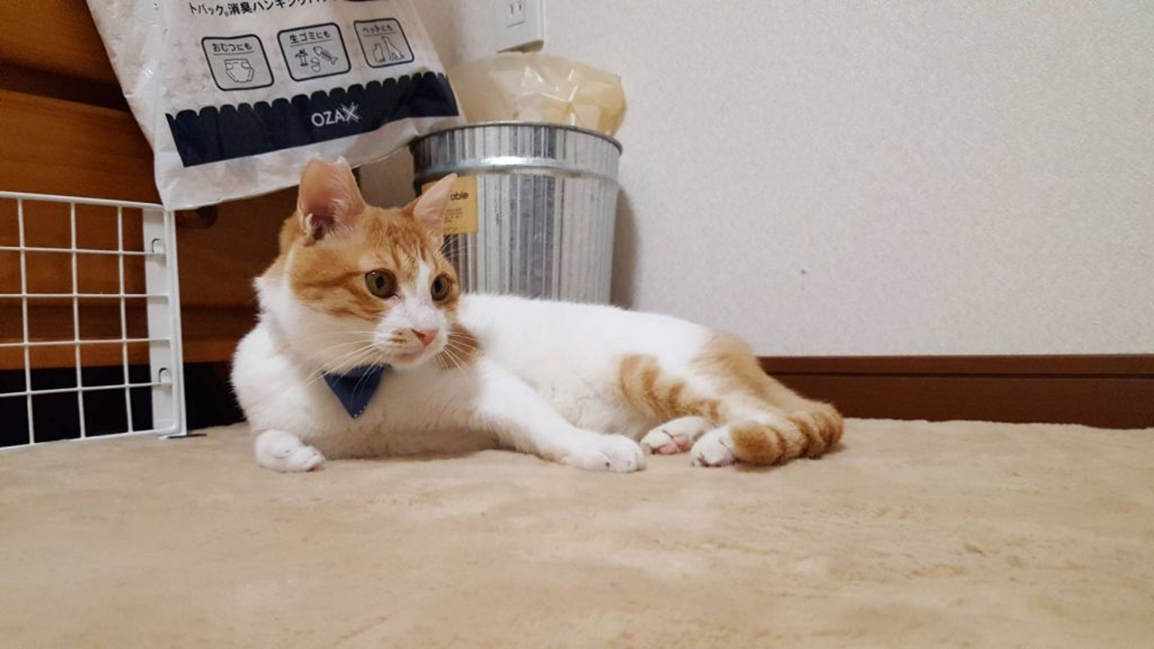 pet-image-2