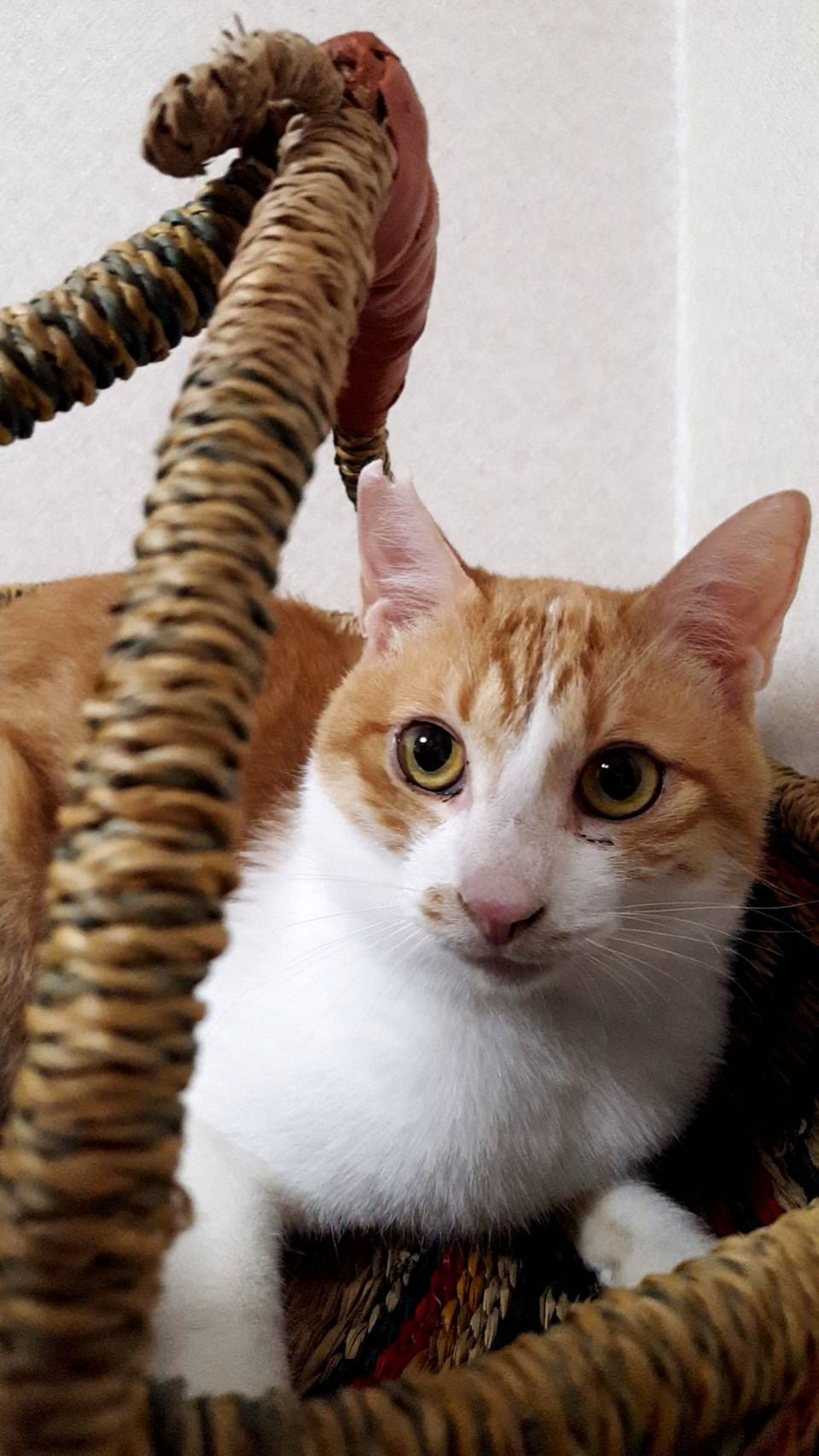 pet-image-4