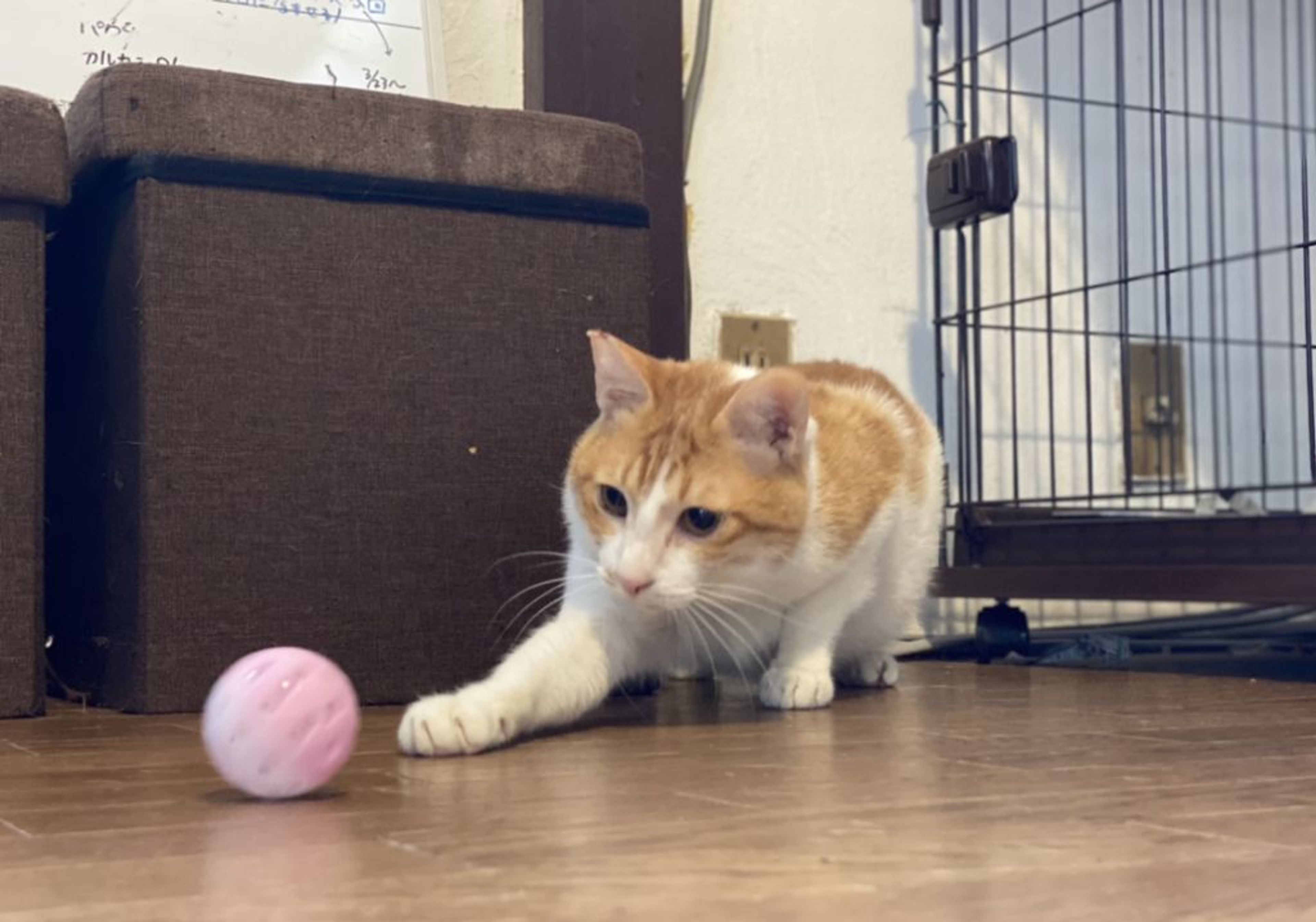 pet-image-5
