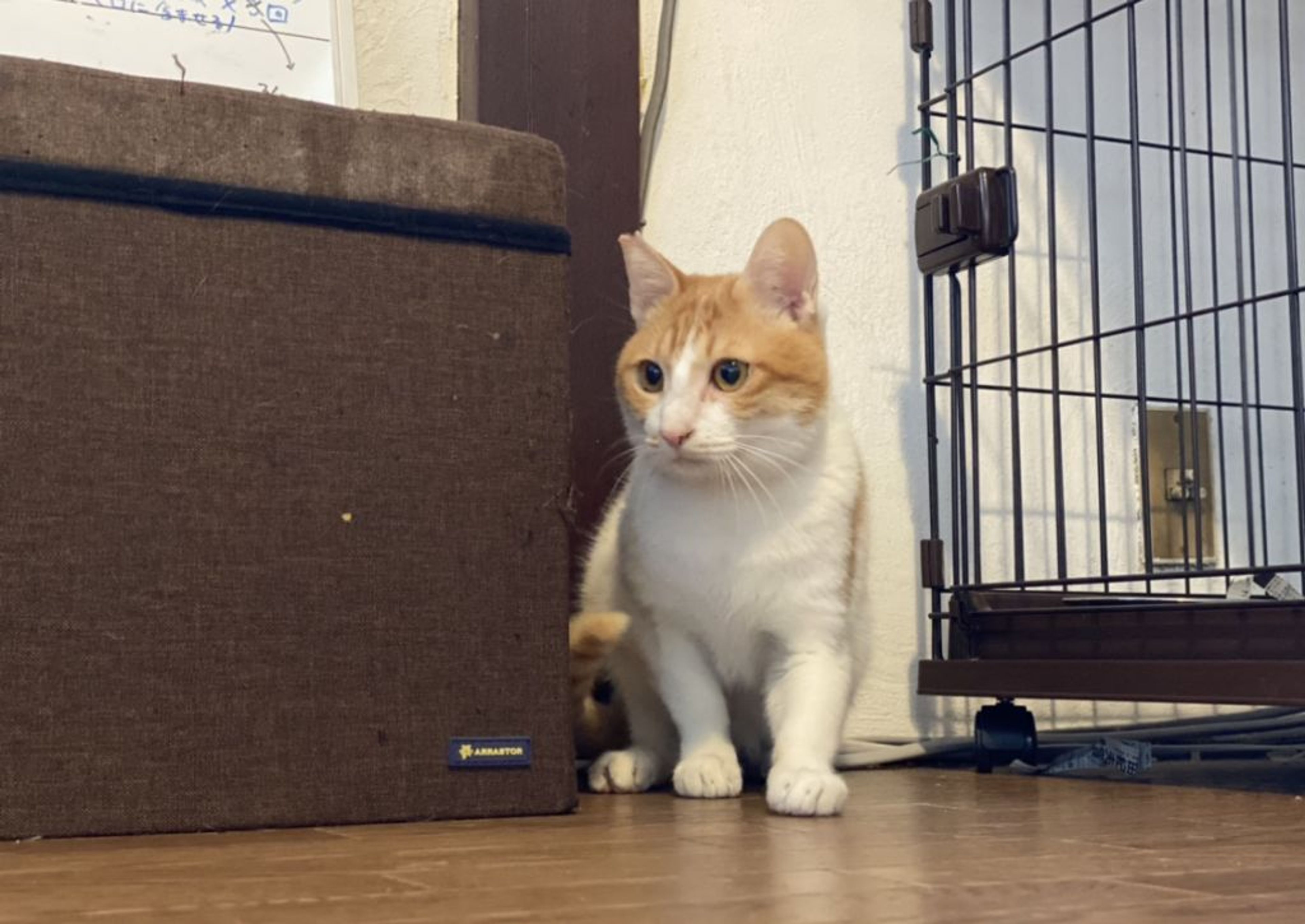pet-image-6