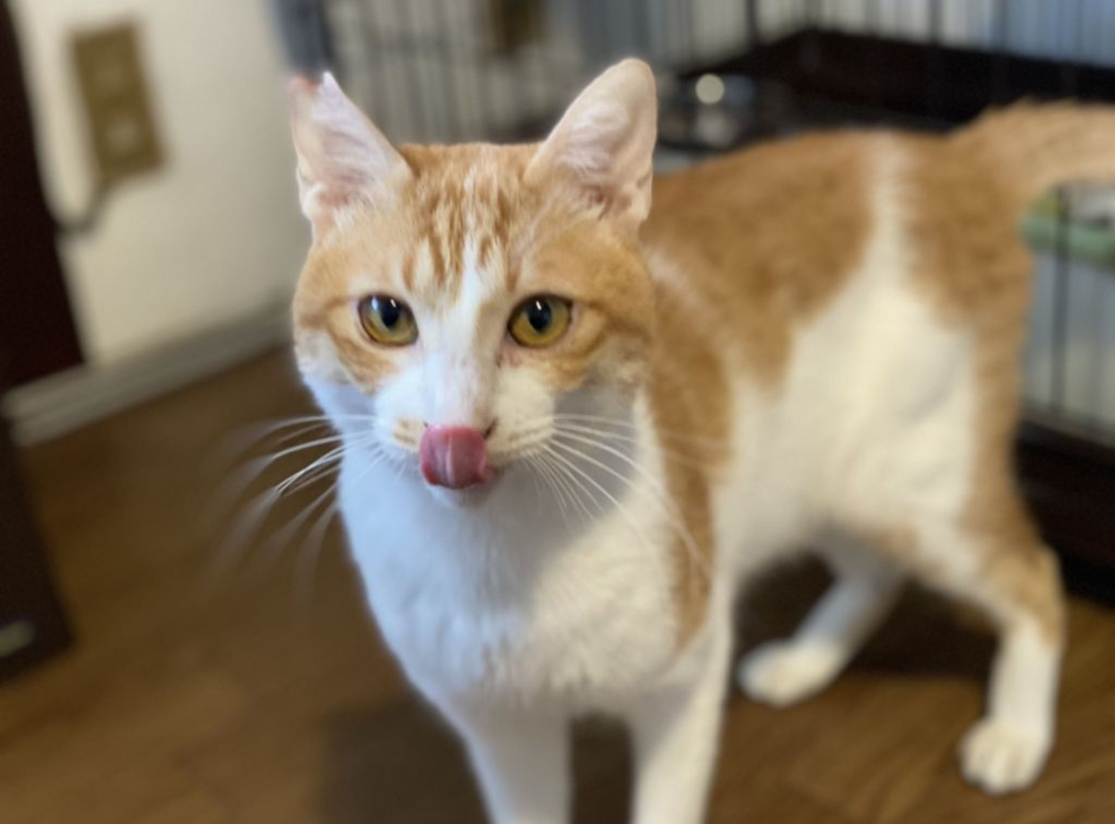pet-image-7