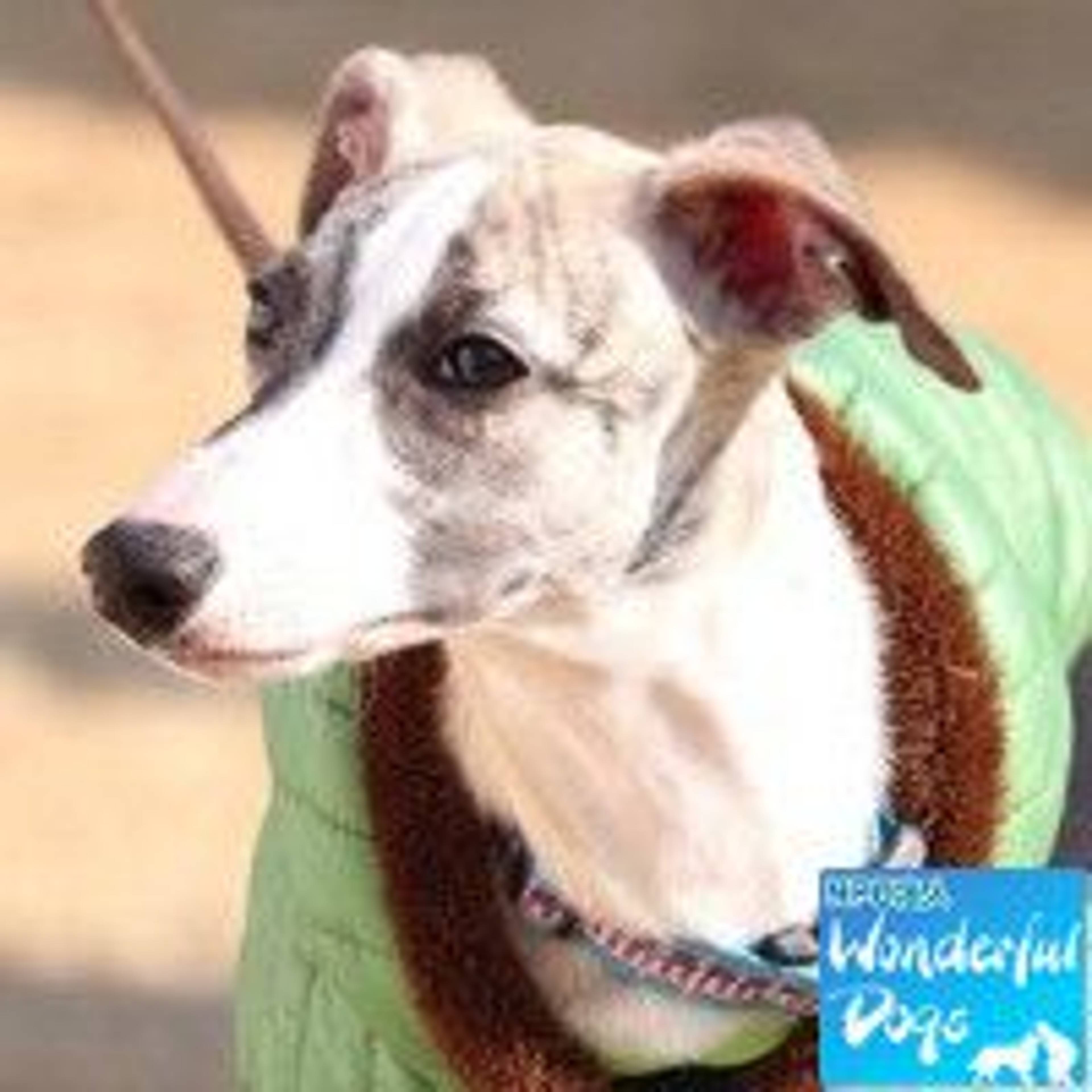 ウィペット・オスの里親募集の写真