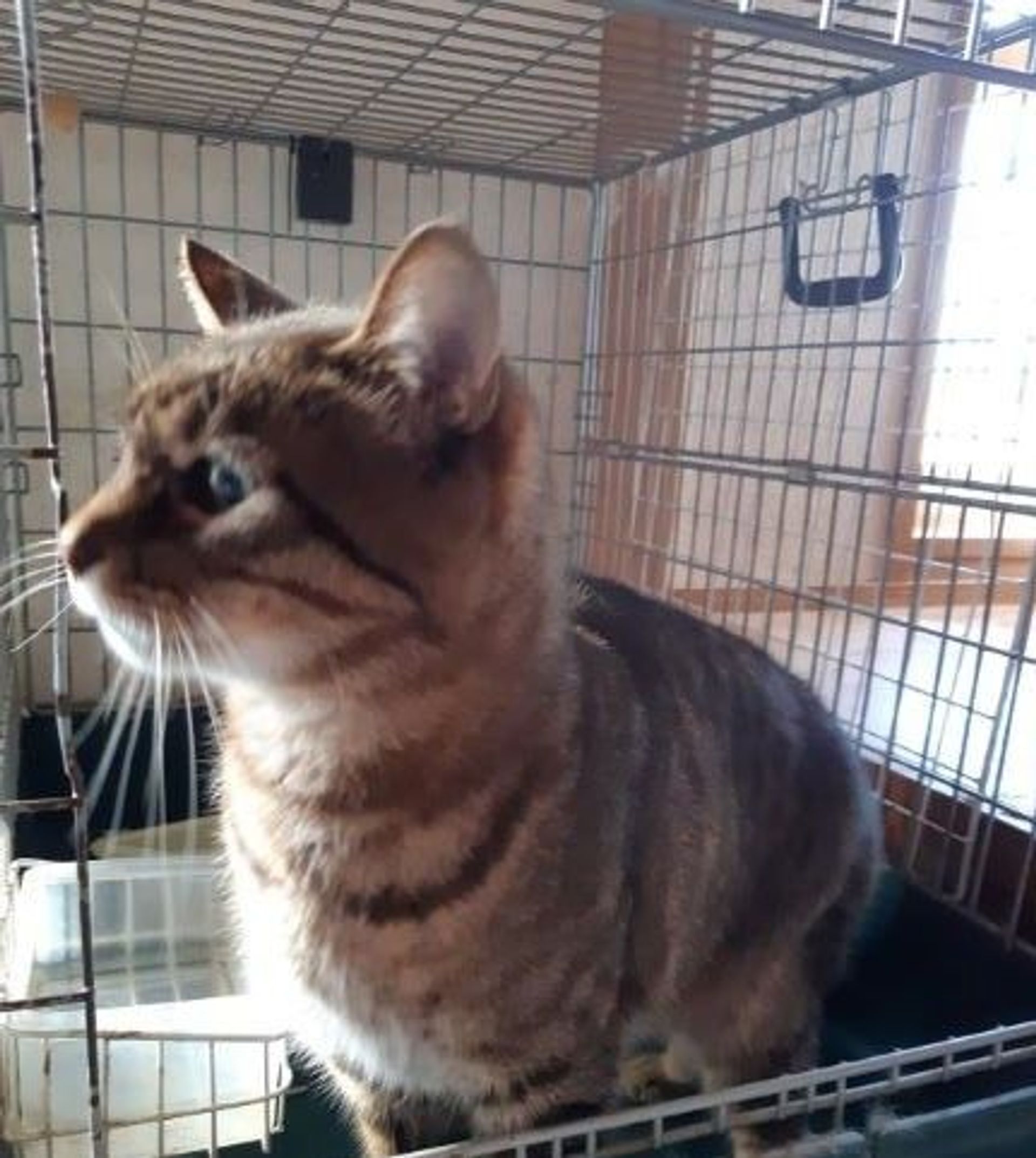 雑種（ミックス猫）・オスの里親募集の写真