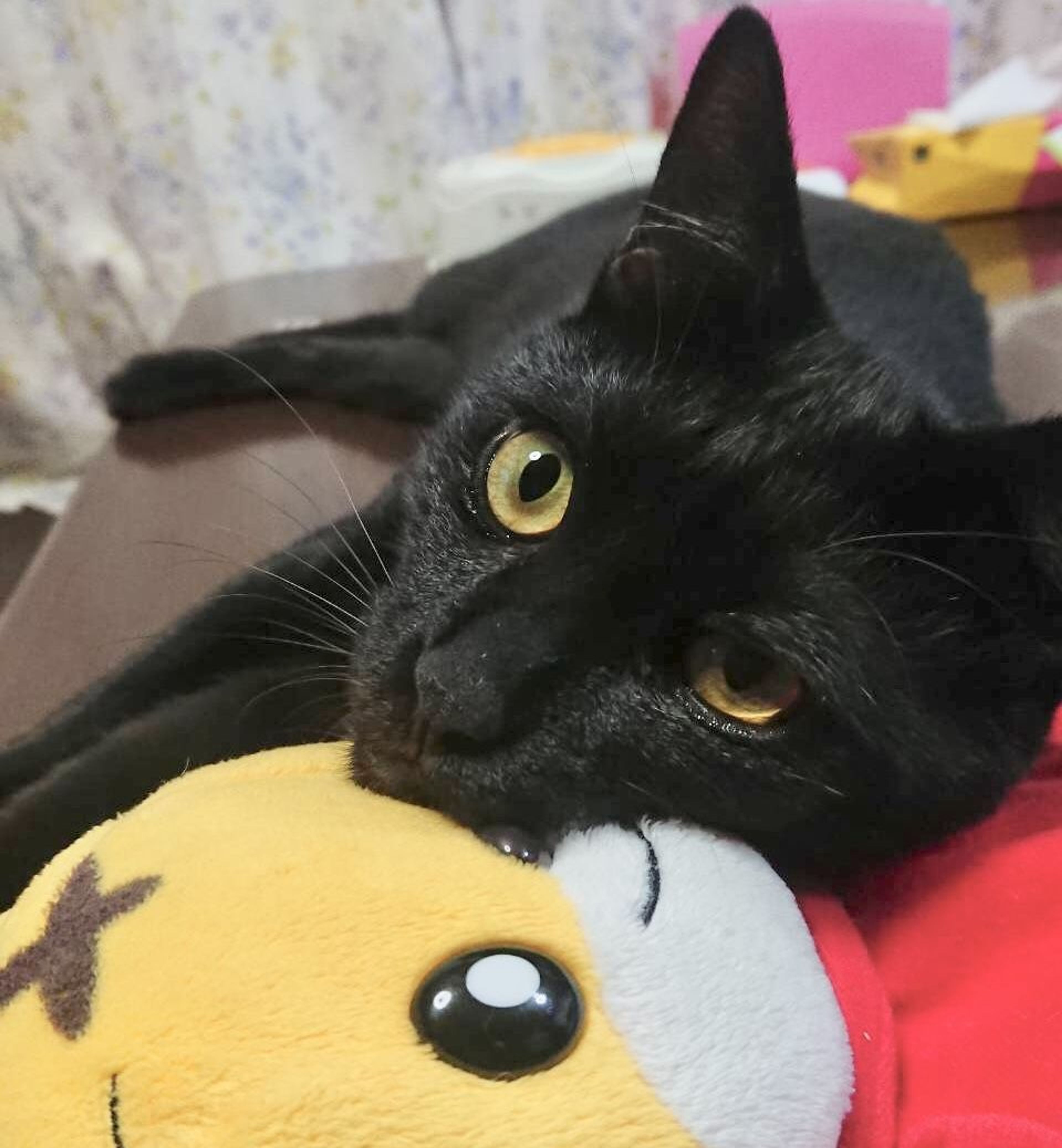 雑種（ミックス猫）・オスの里親募集の写真