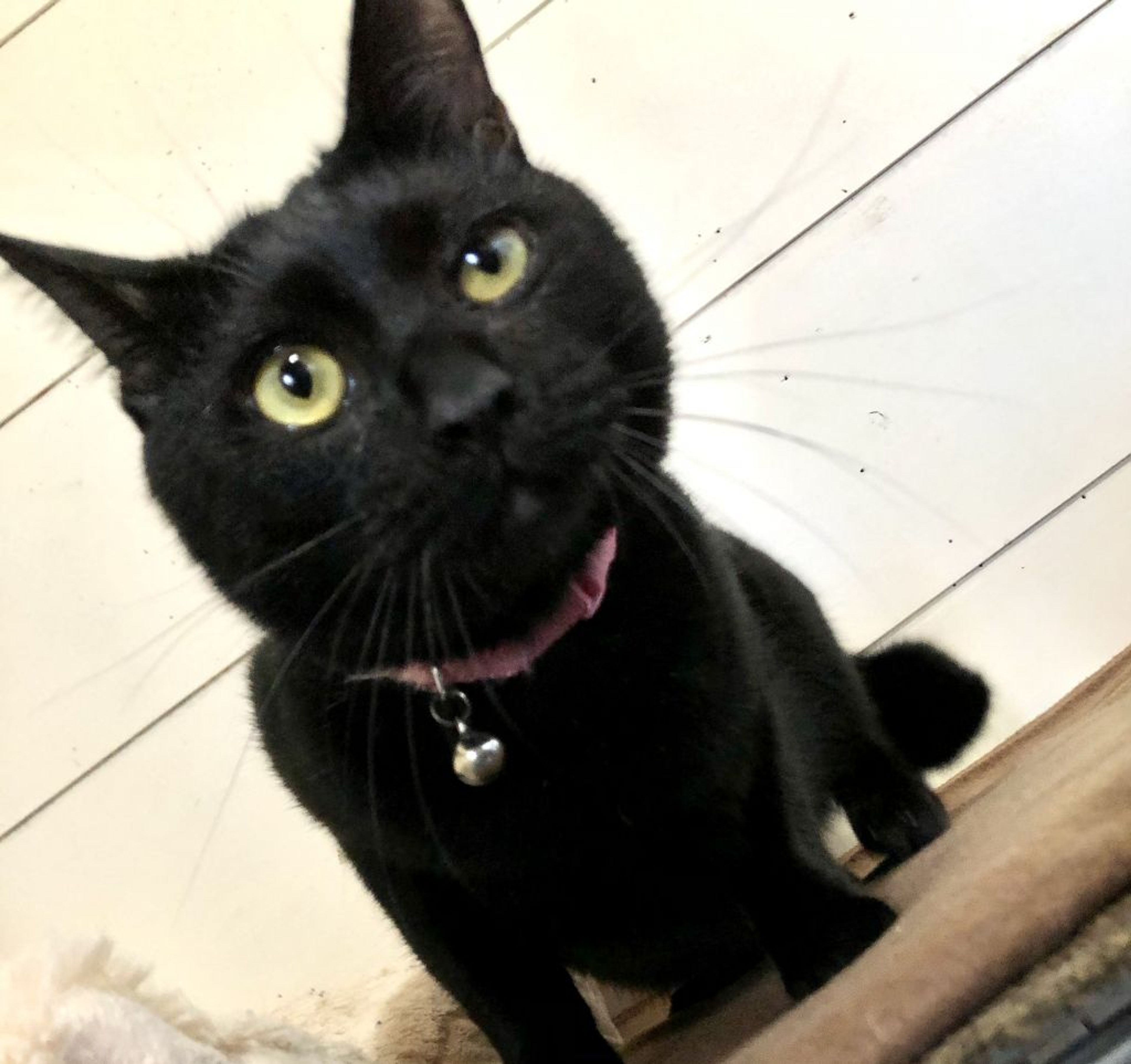 pet-image-2