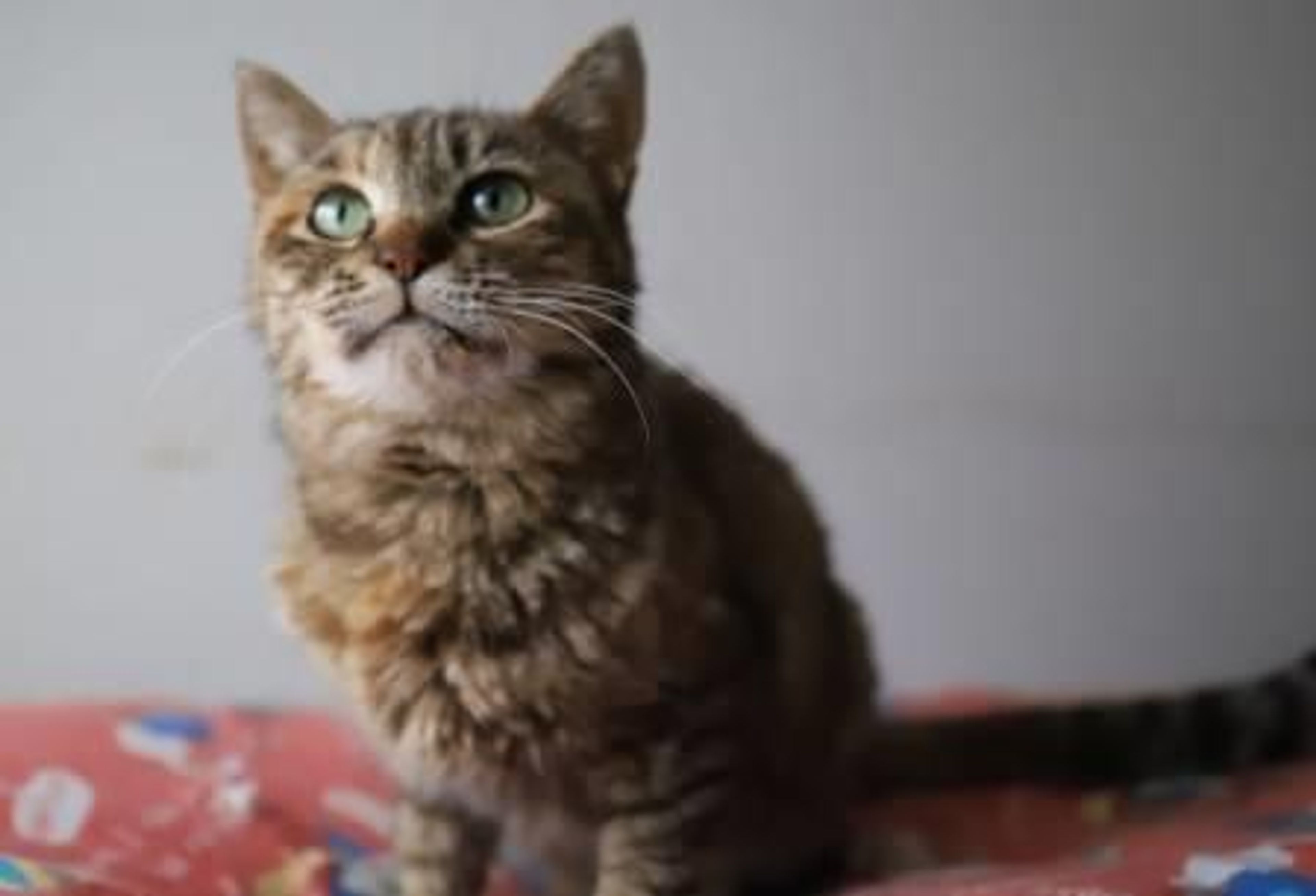 雑種（ミックス猫）・メスの里親募集の写真