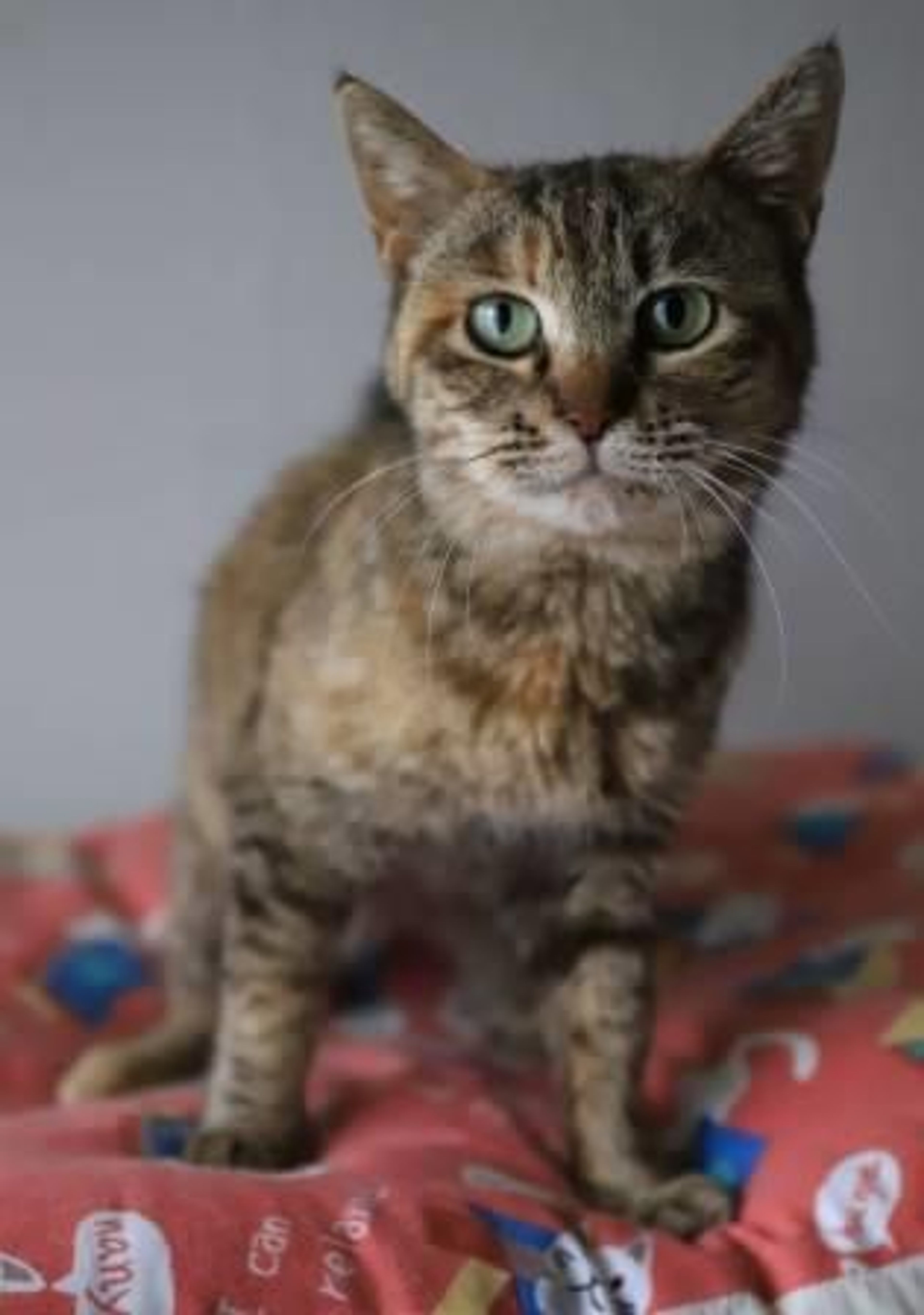 pet-image-3