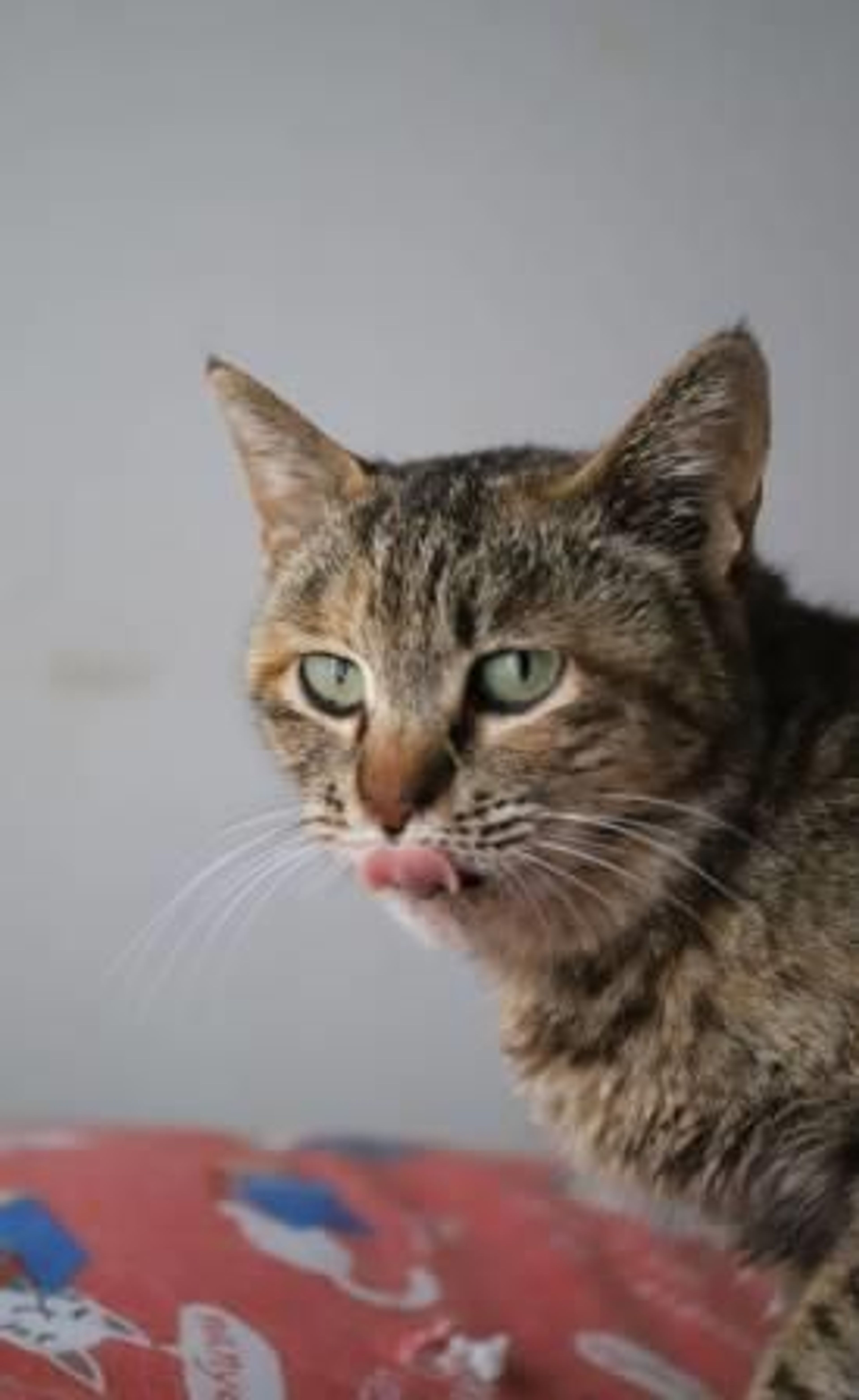 pet-image-4