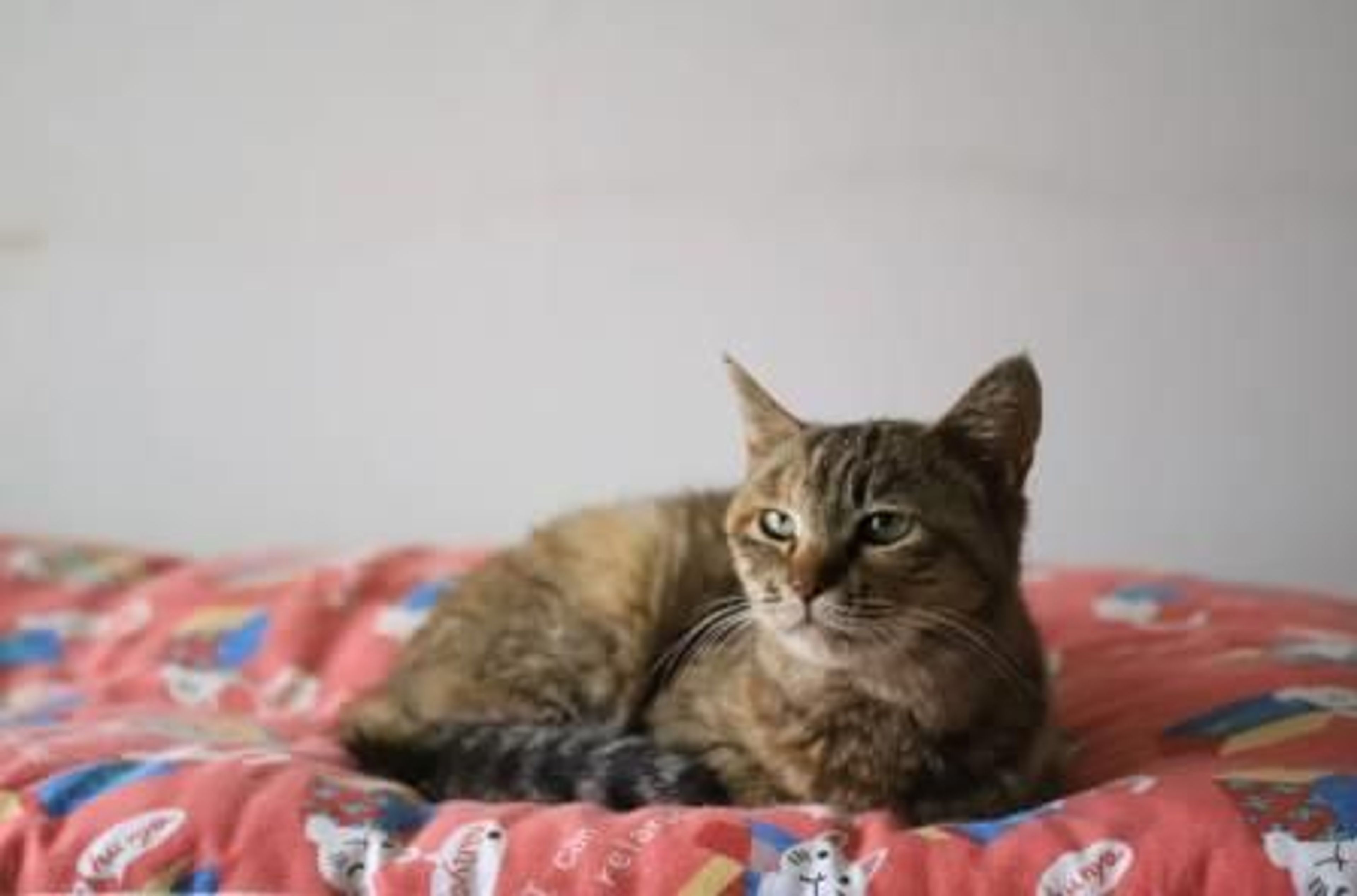 pet-image-5