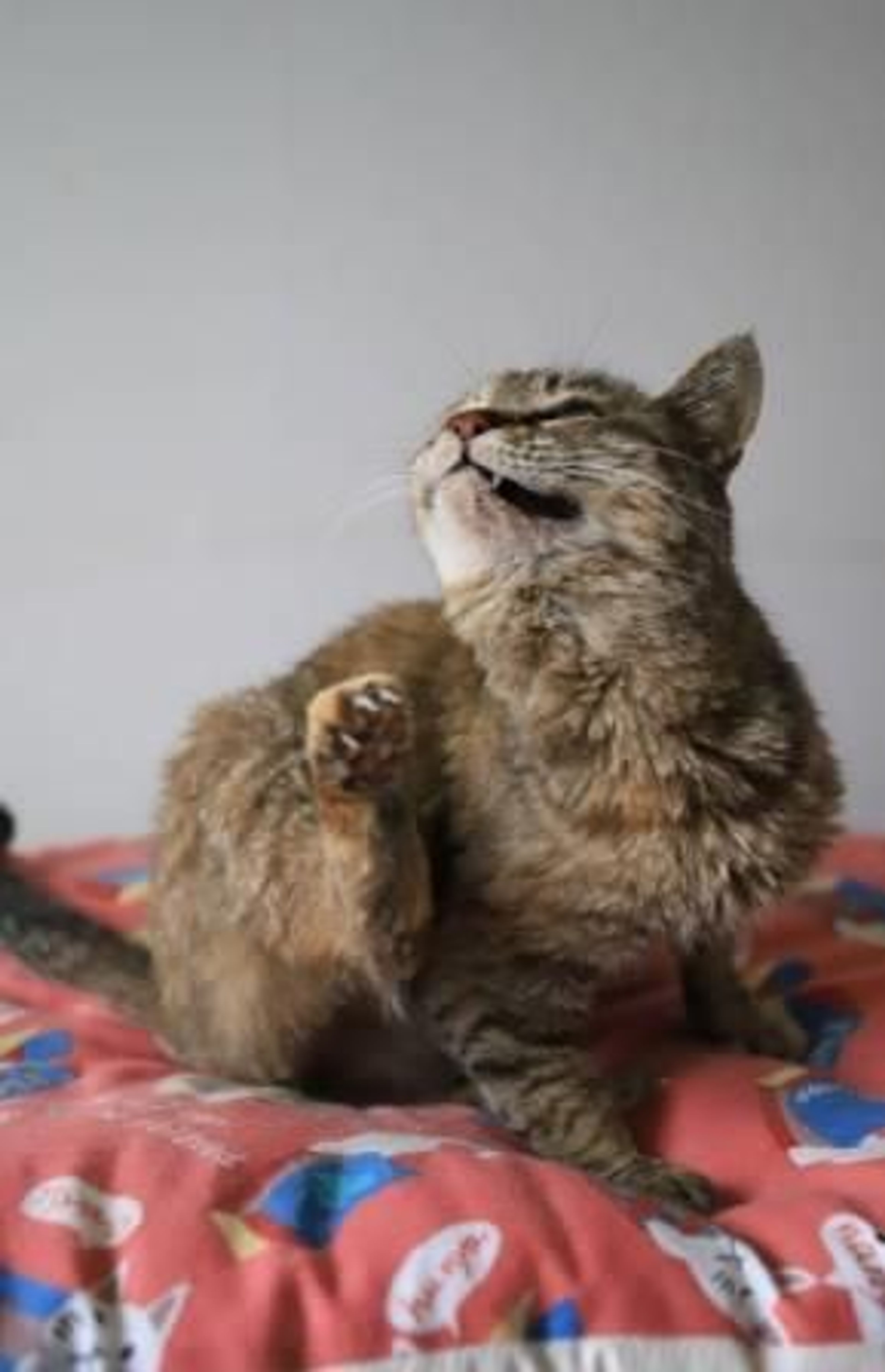 pet-image-6