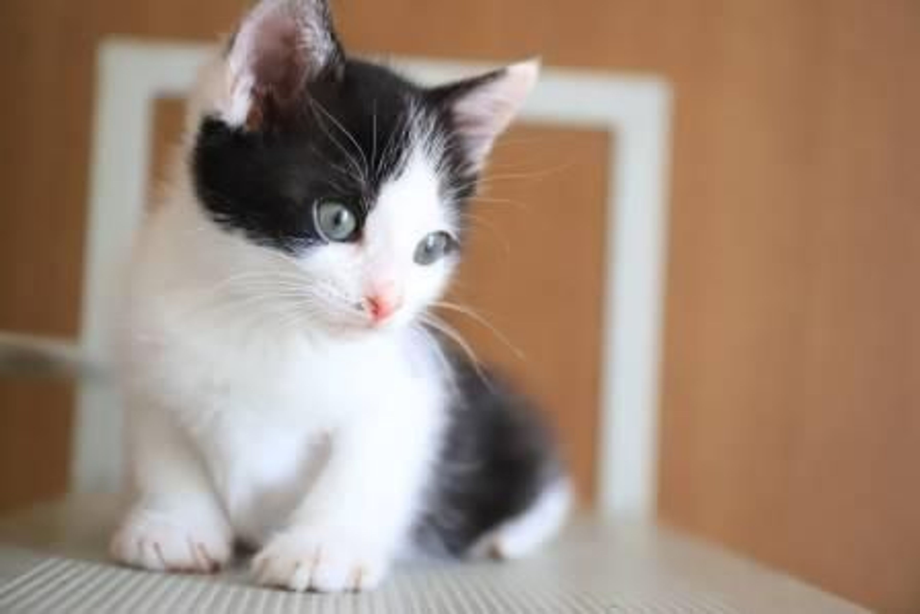 雑種（ミックス猫）・オスの里親募集の写真