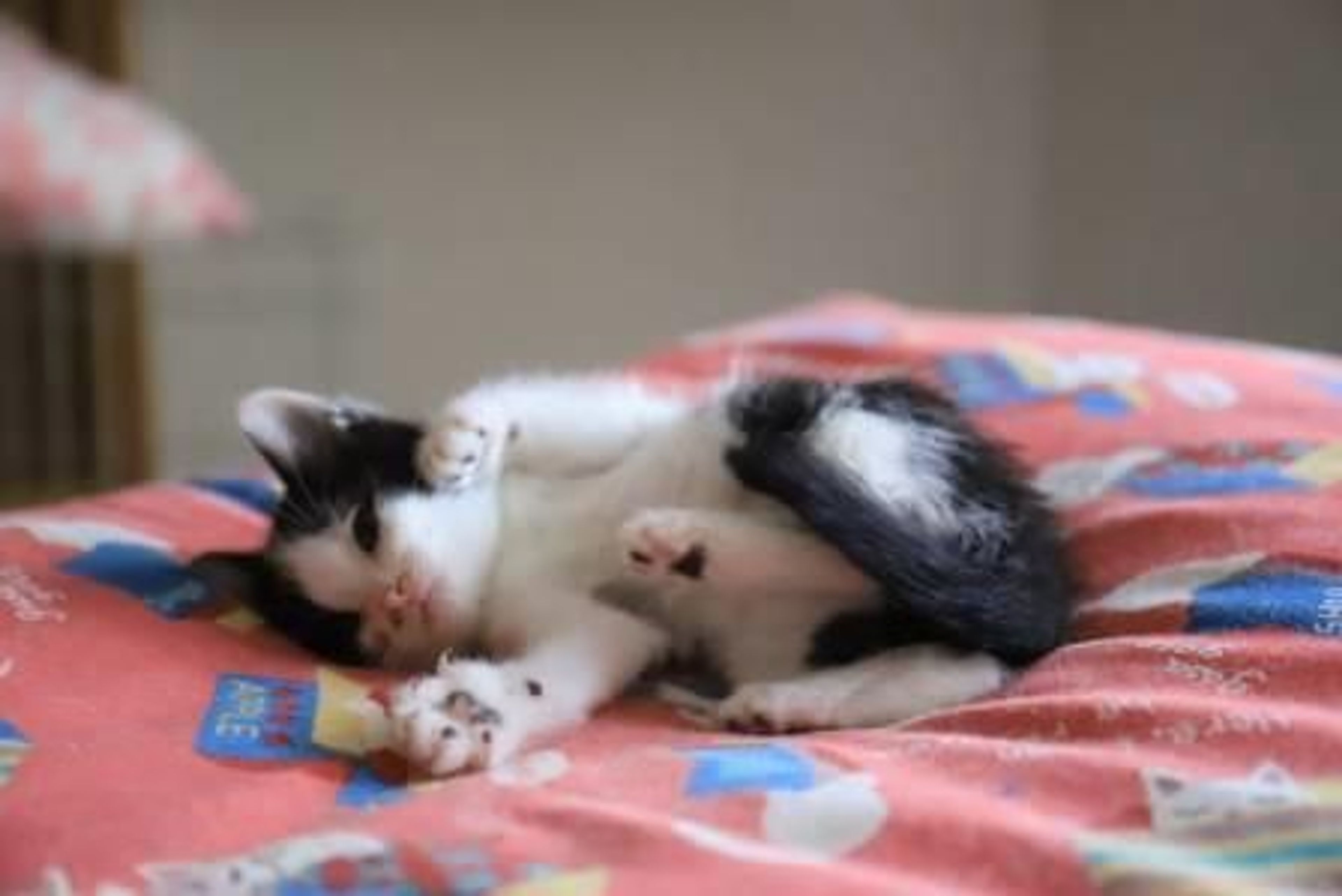 pet-image-2