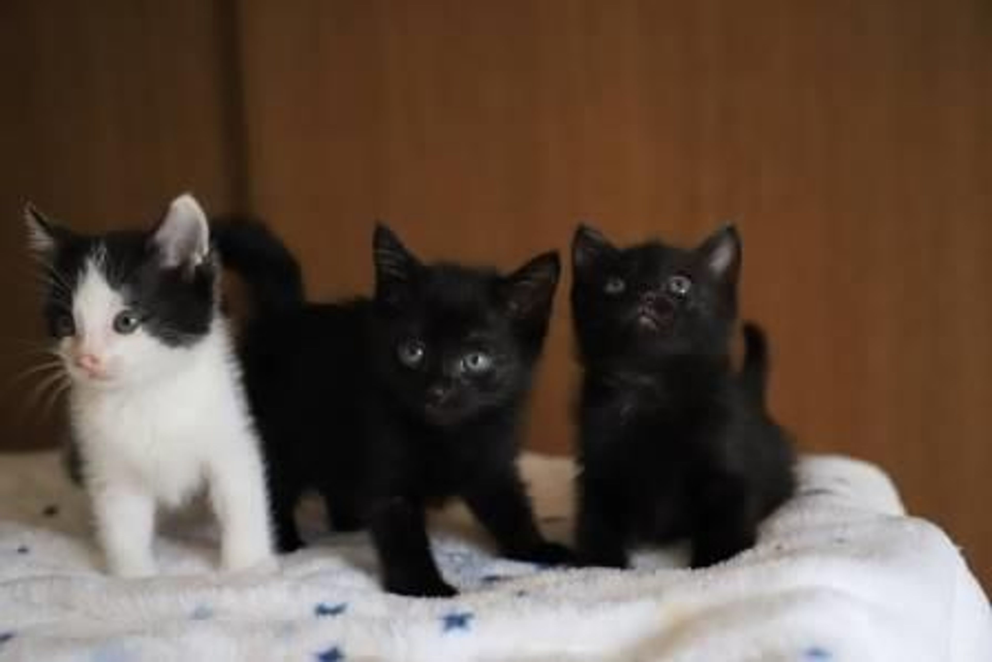 pet-image-5