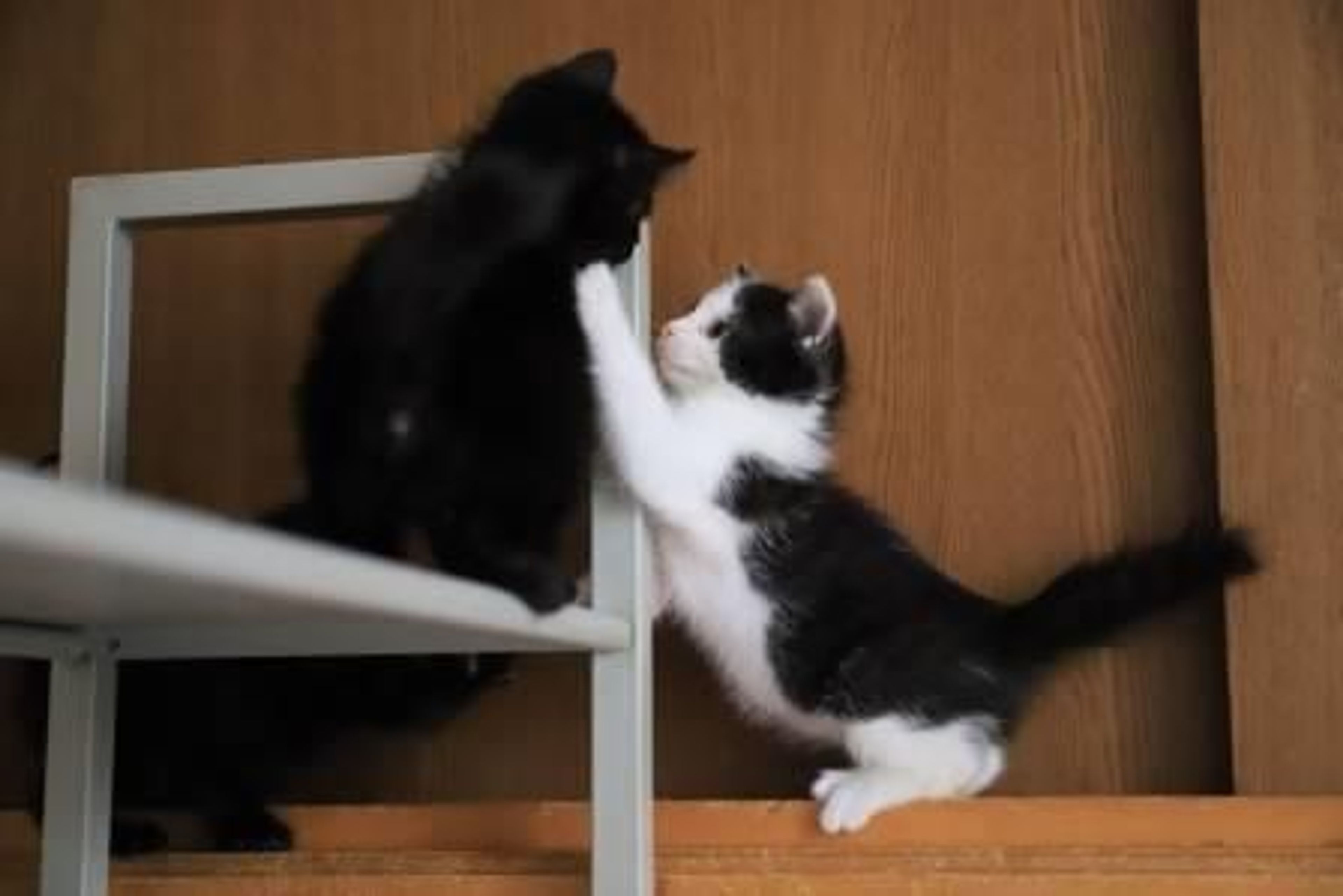 pet-image-6
