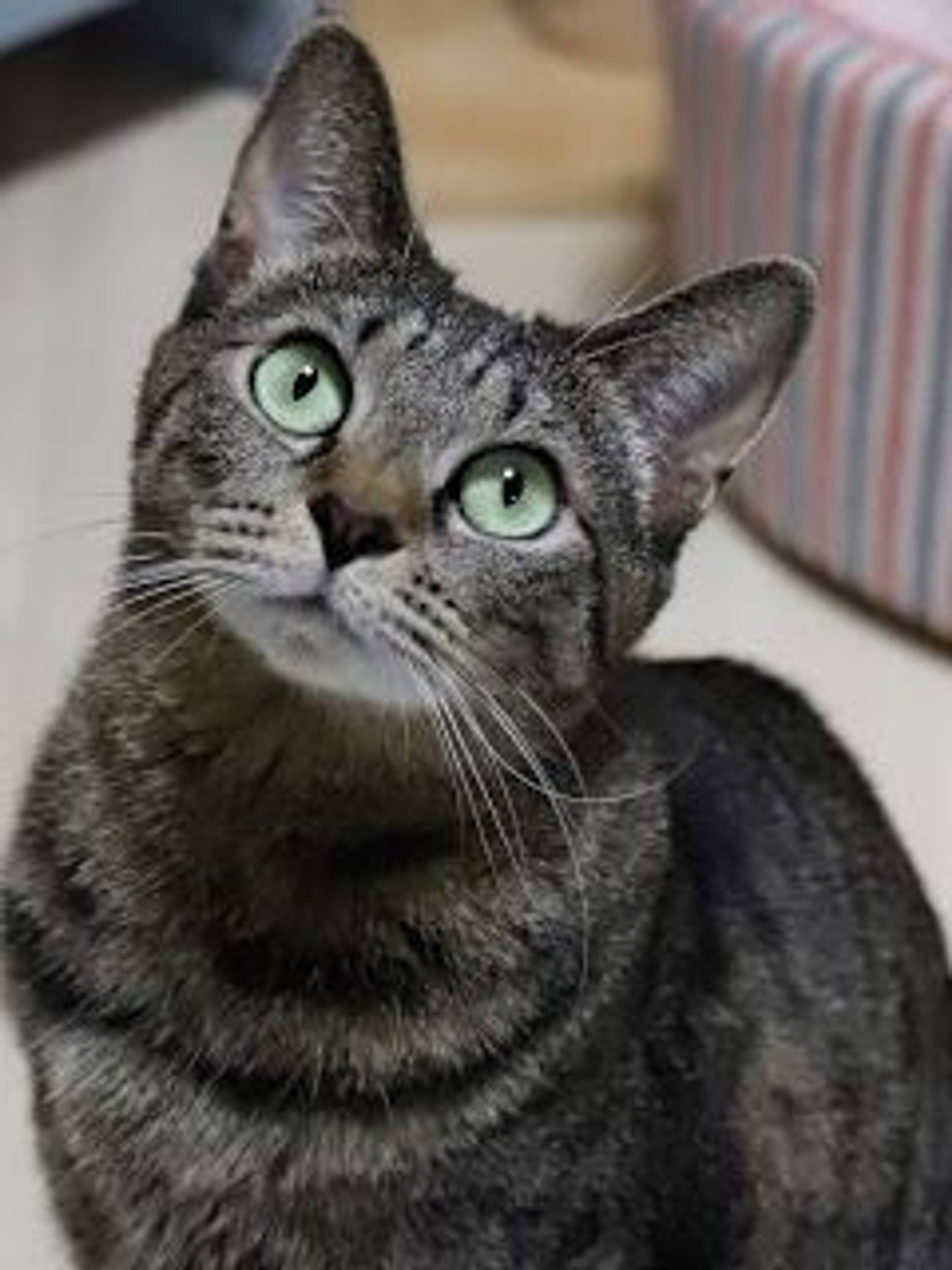 雑種（ミックス猫）・メスの里親募集の写真