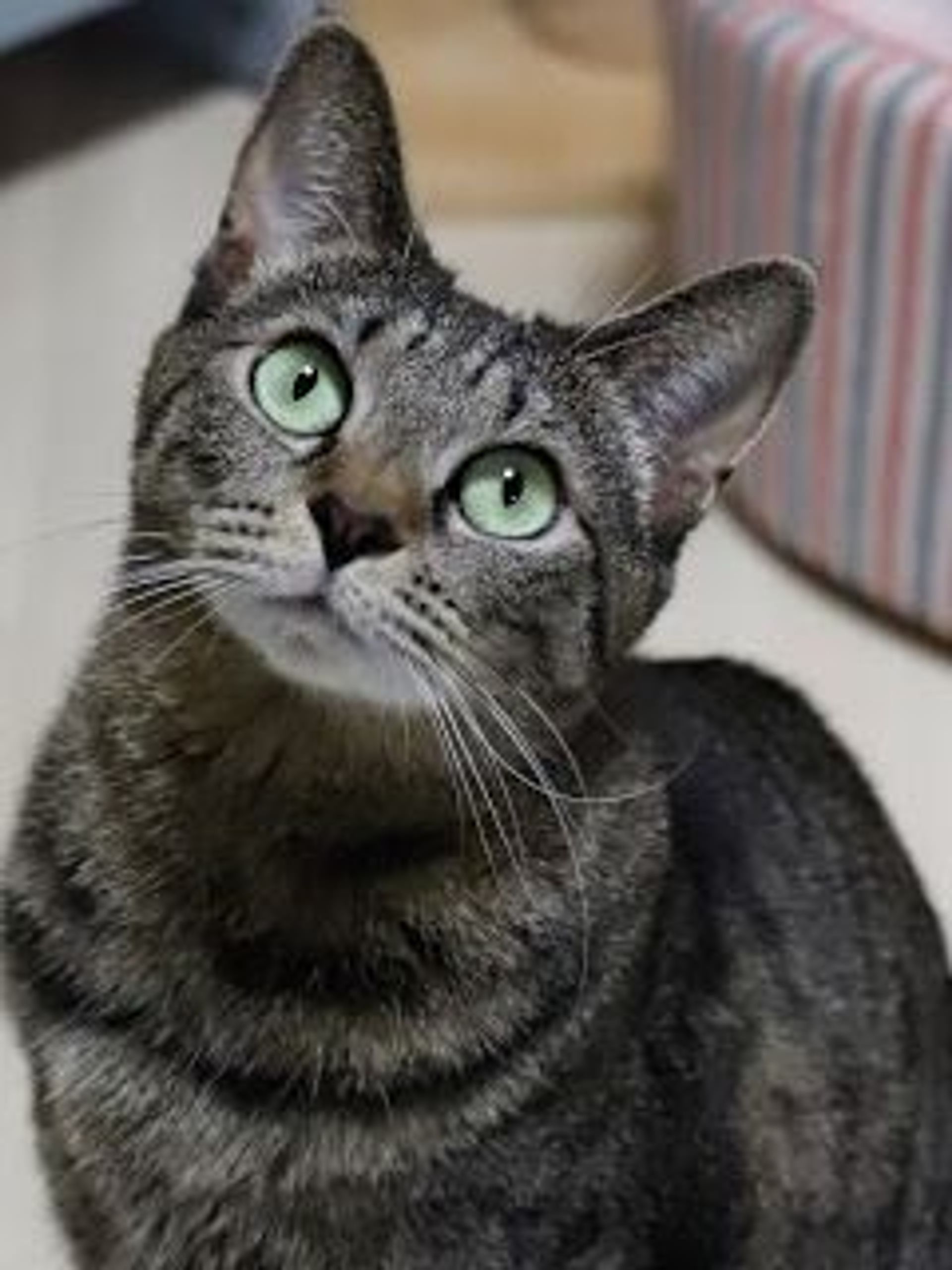 雑種（ミックス猫）・メスの里親募集の写真