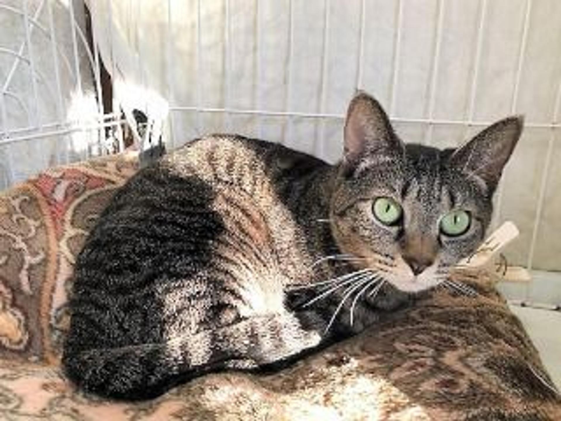 pet-image-8