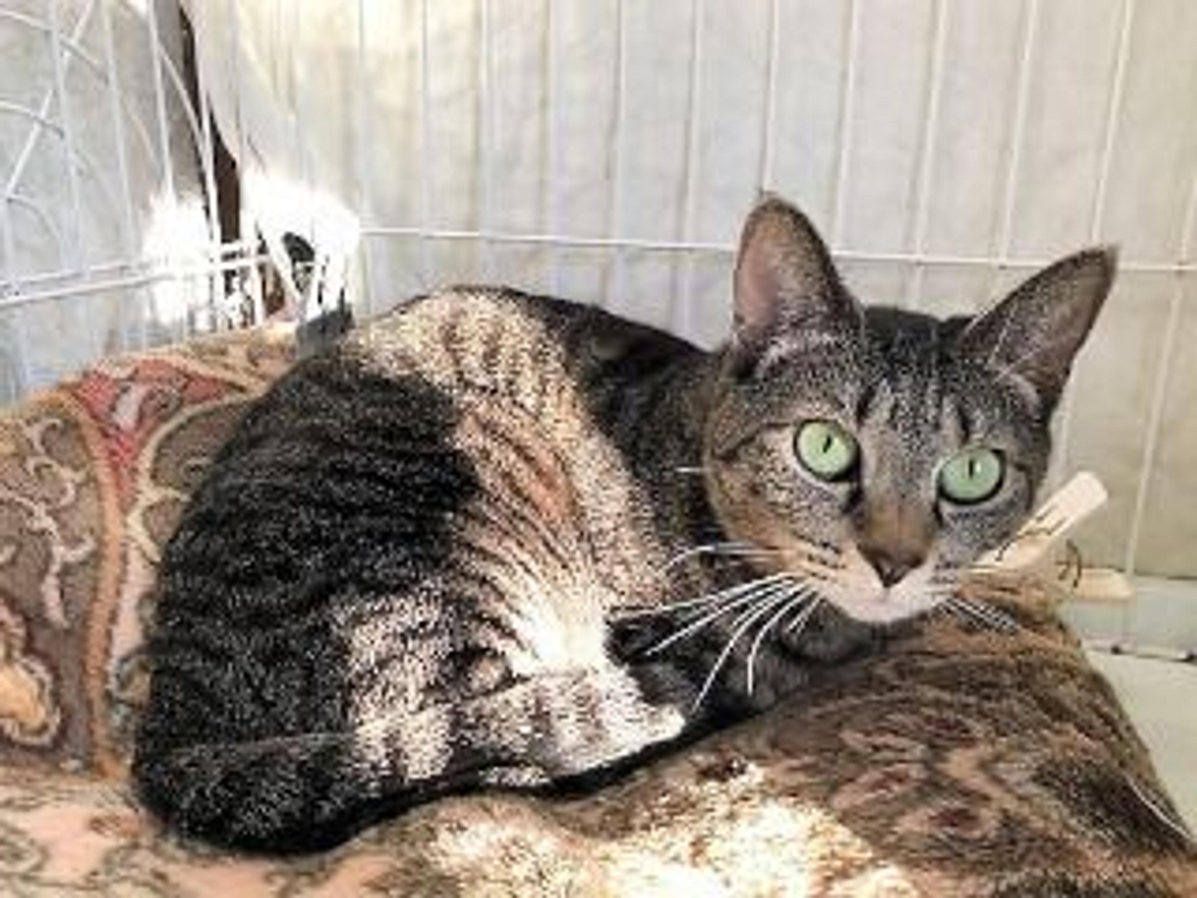 pet-image-8