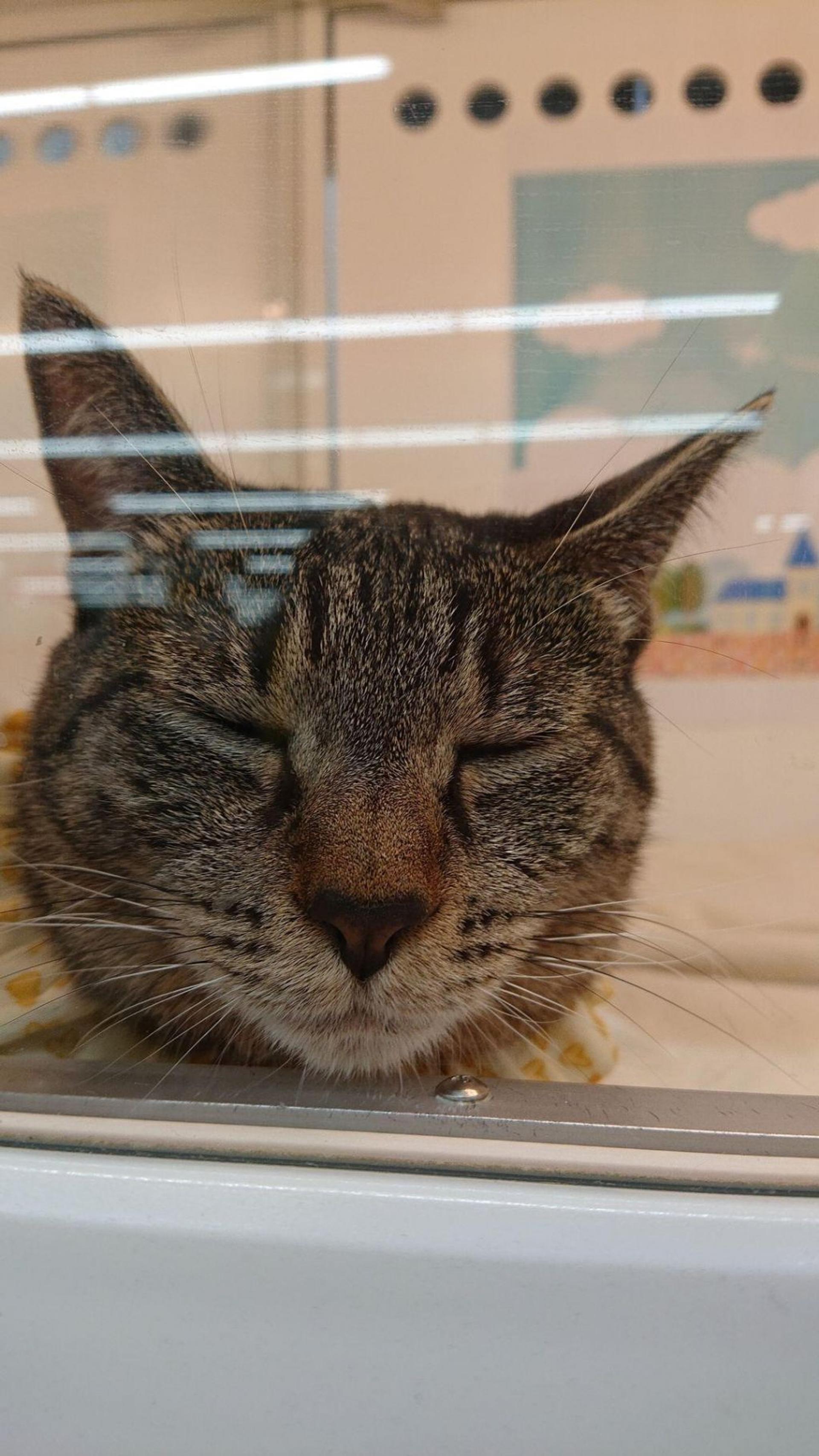 pet-image-7