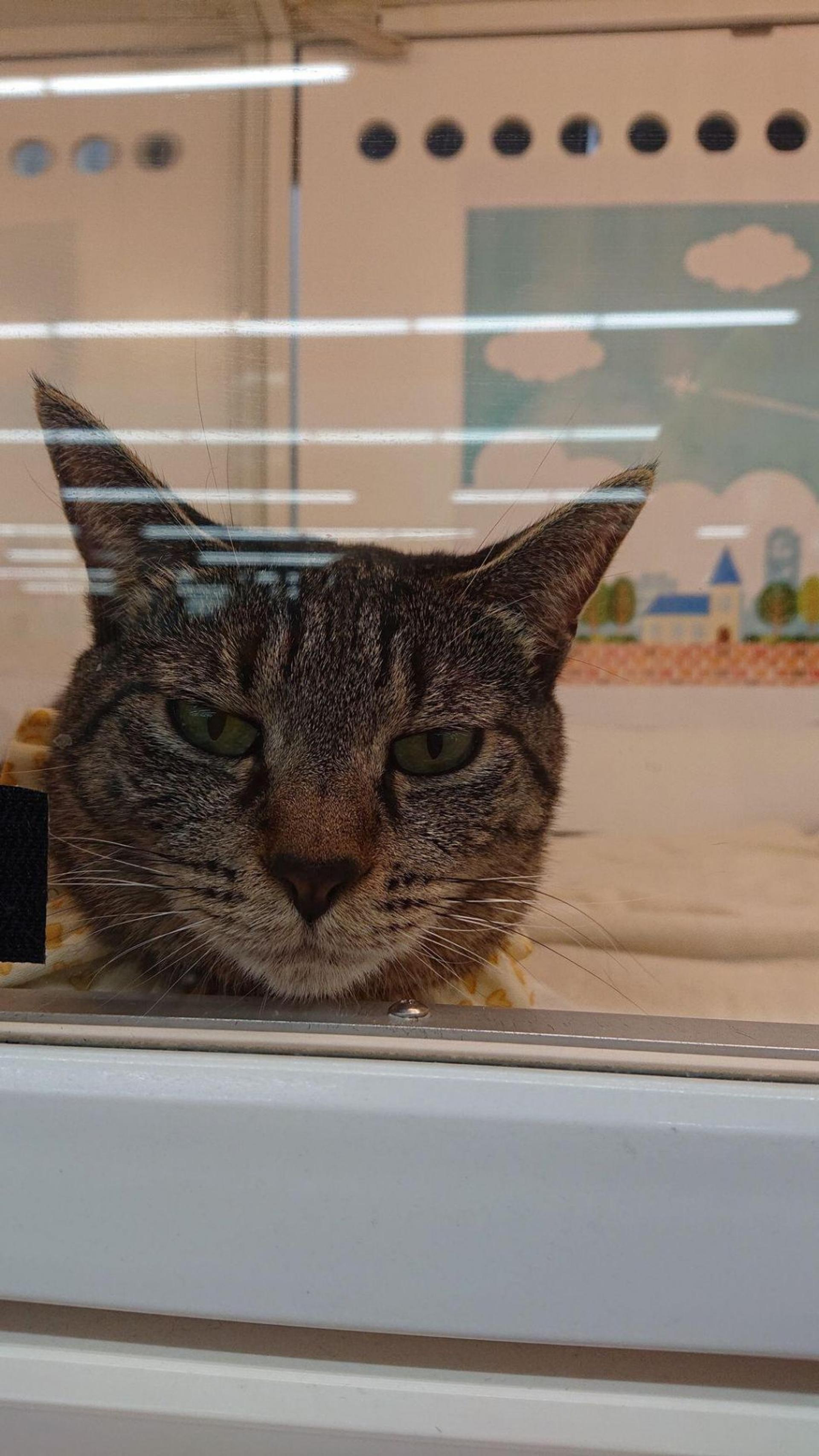 pet-image-9