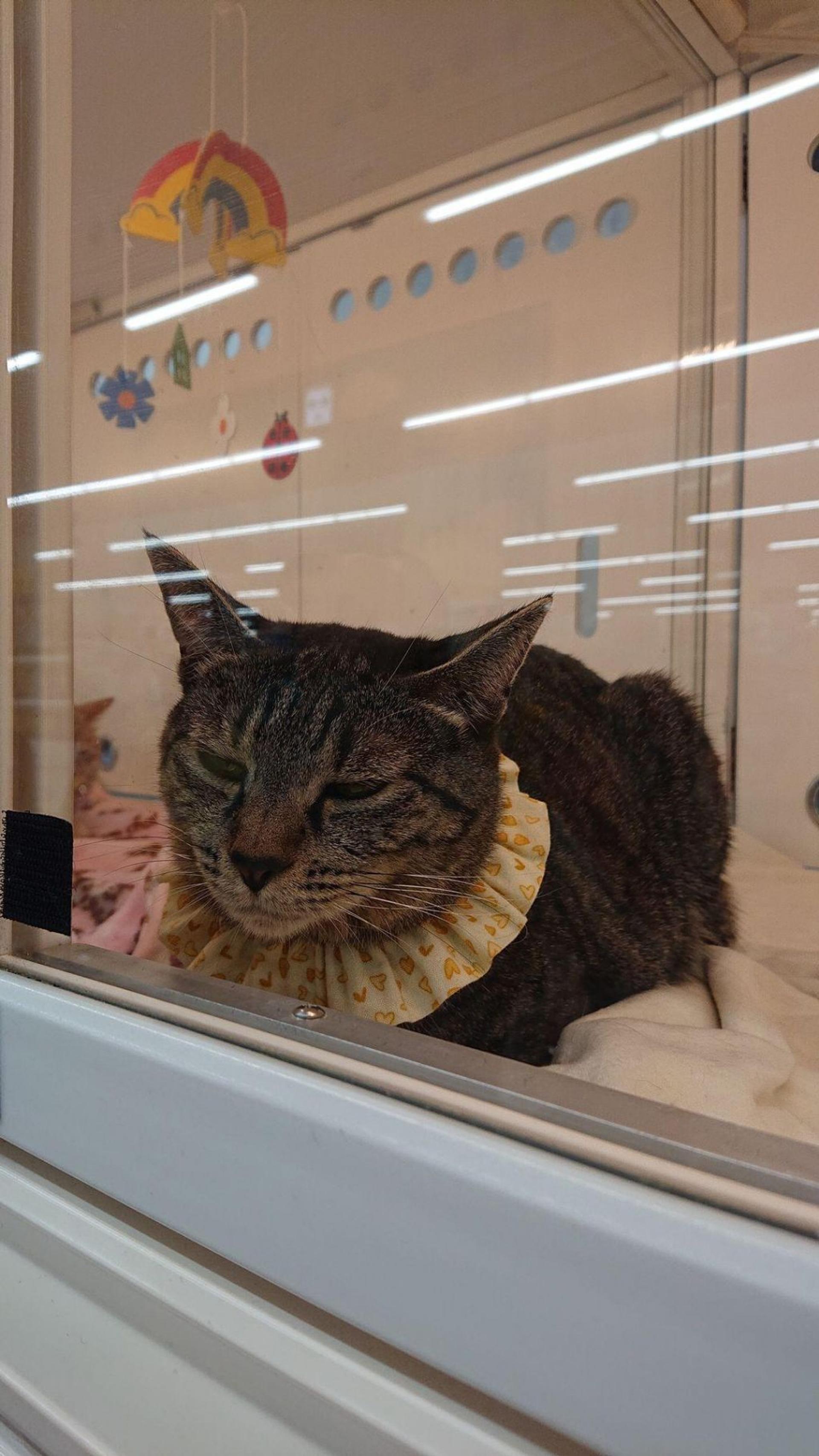 pet-image-10
